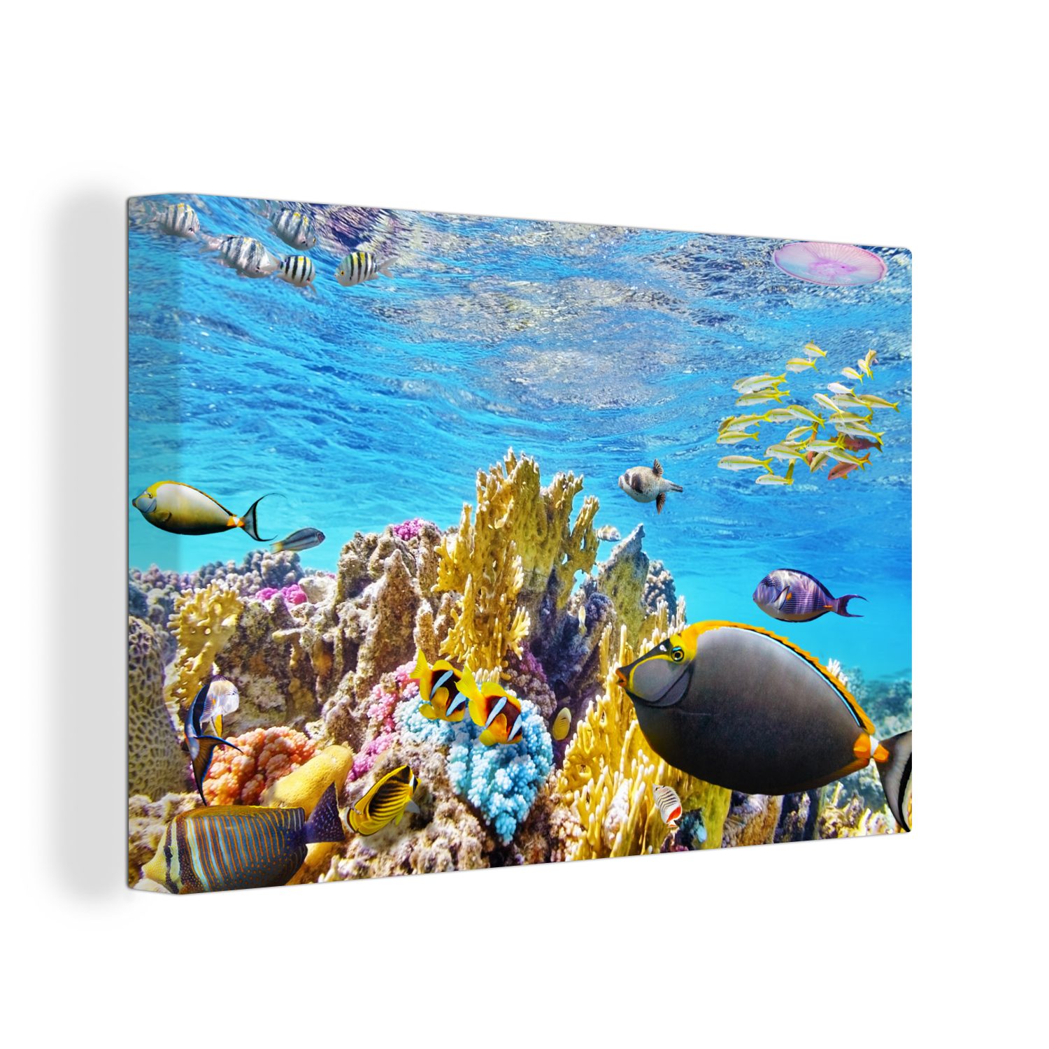 OneMillionCanvasses® Leinwandbild Bunte Korallen in klarem Wasser, (1 St), Wandbild Leinwandbilder, Aufhängefertig, Wanddeko, 30x20 cm | Leinwandbilder