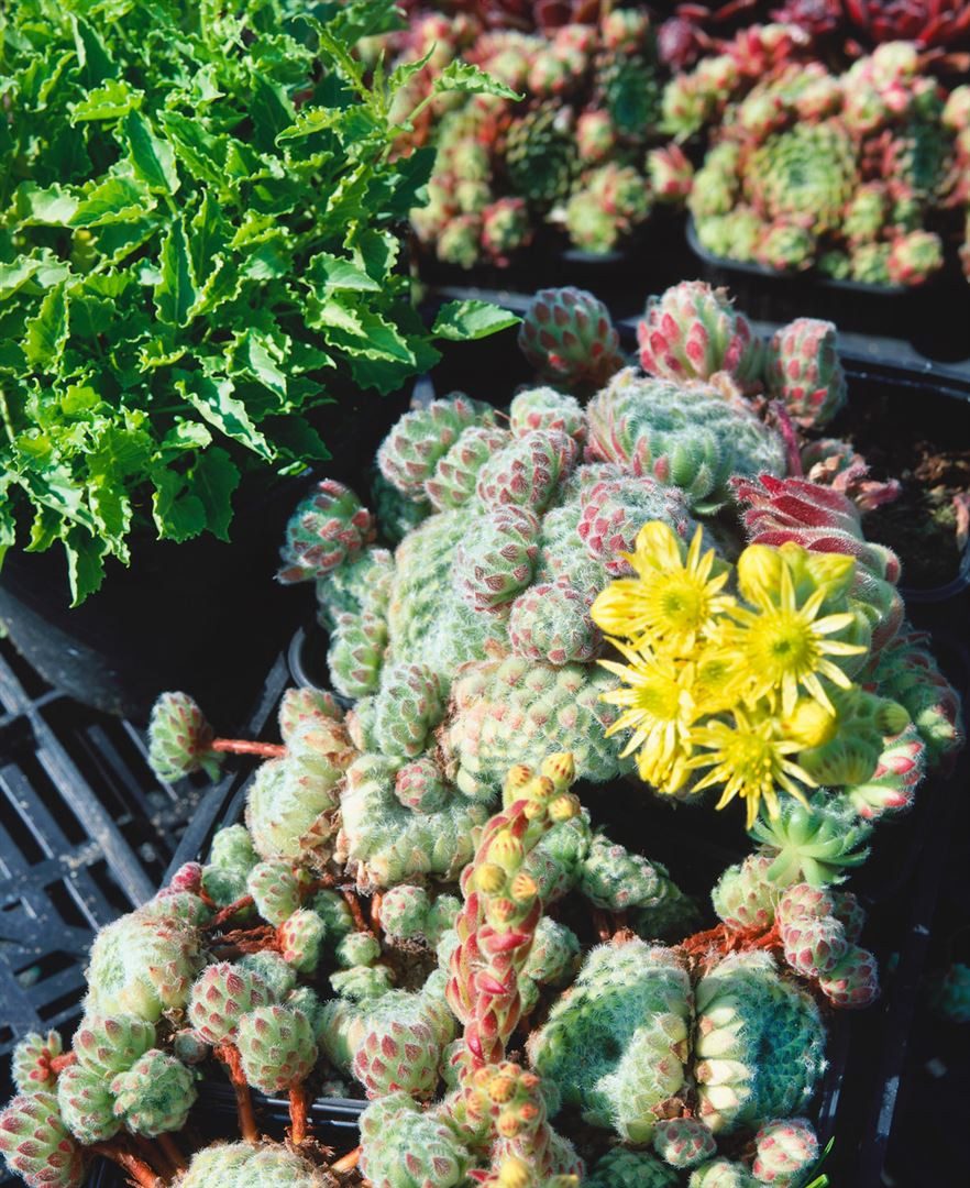Pflanzen für Dich Staude Sempervivum ciliosum Borisii, 1 St., Hauswurz, Dachwurz