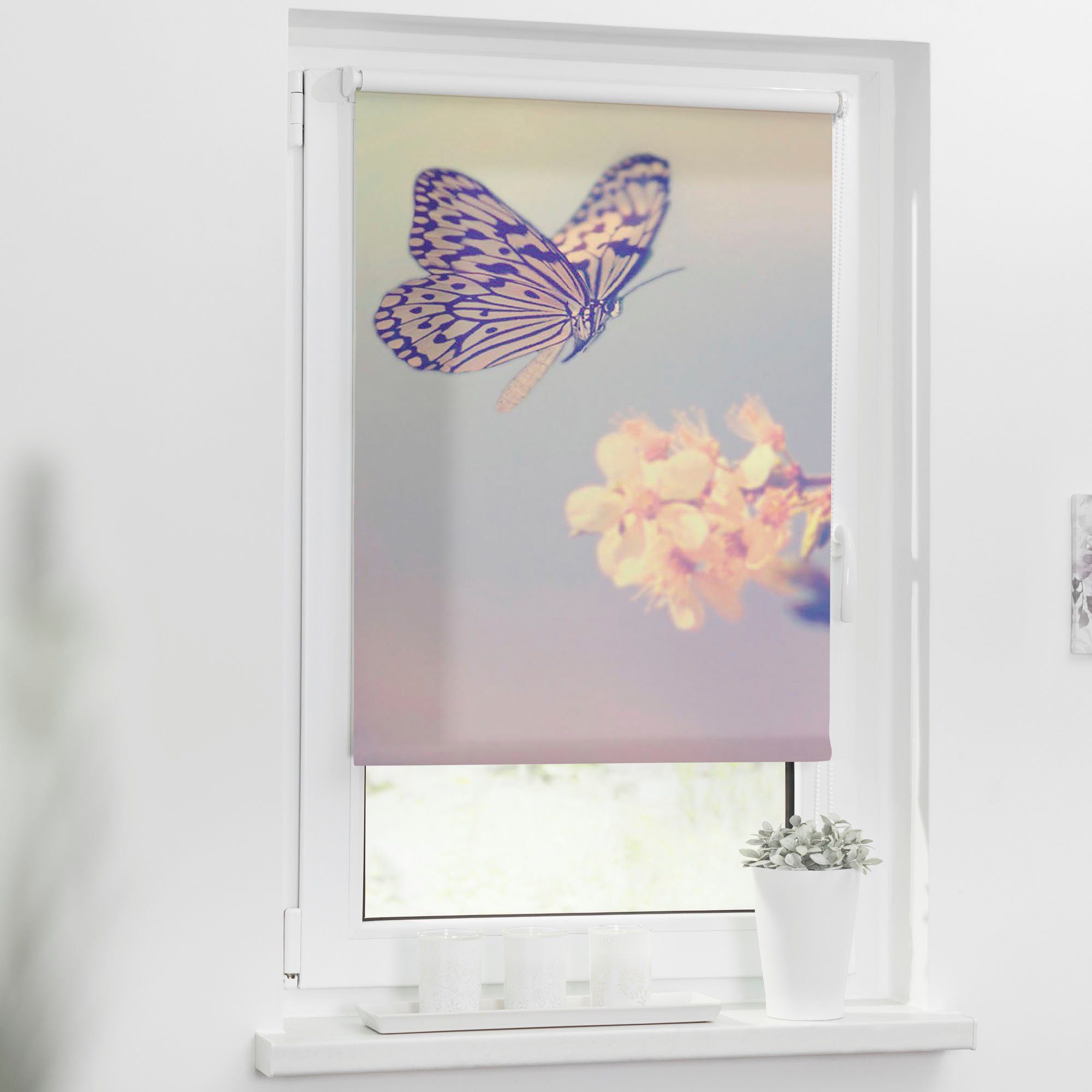Seitenzugrollo Klemmfix Motiv Schmetterling, LICHTBLICK ORIGINAL, günstig online kaufen