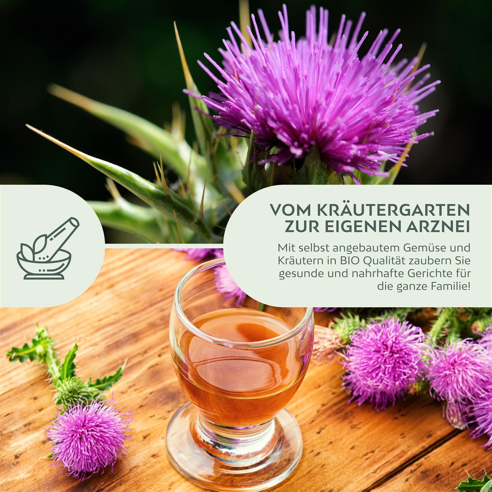 Growgreens Kräutersamen BIO Mariendistel Samen - Heilkräuter Saatgut aus bio. Anbau (50 Korn) – Bild 3 von 5