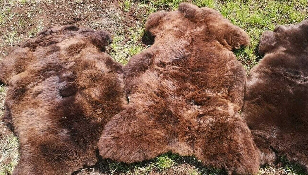 Provellus Fellteppich Naturbrauner Lammfell Teppich – Öko Schaffell Teppich günstig online kaufen