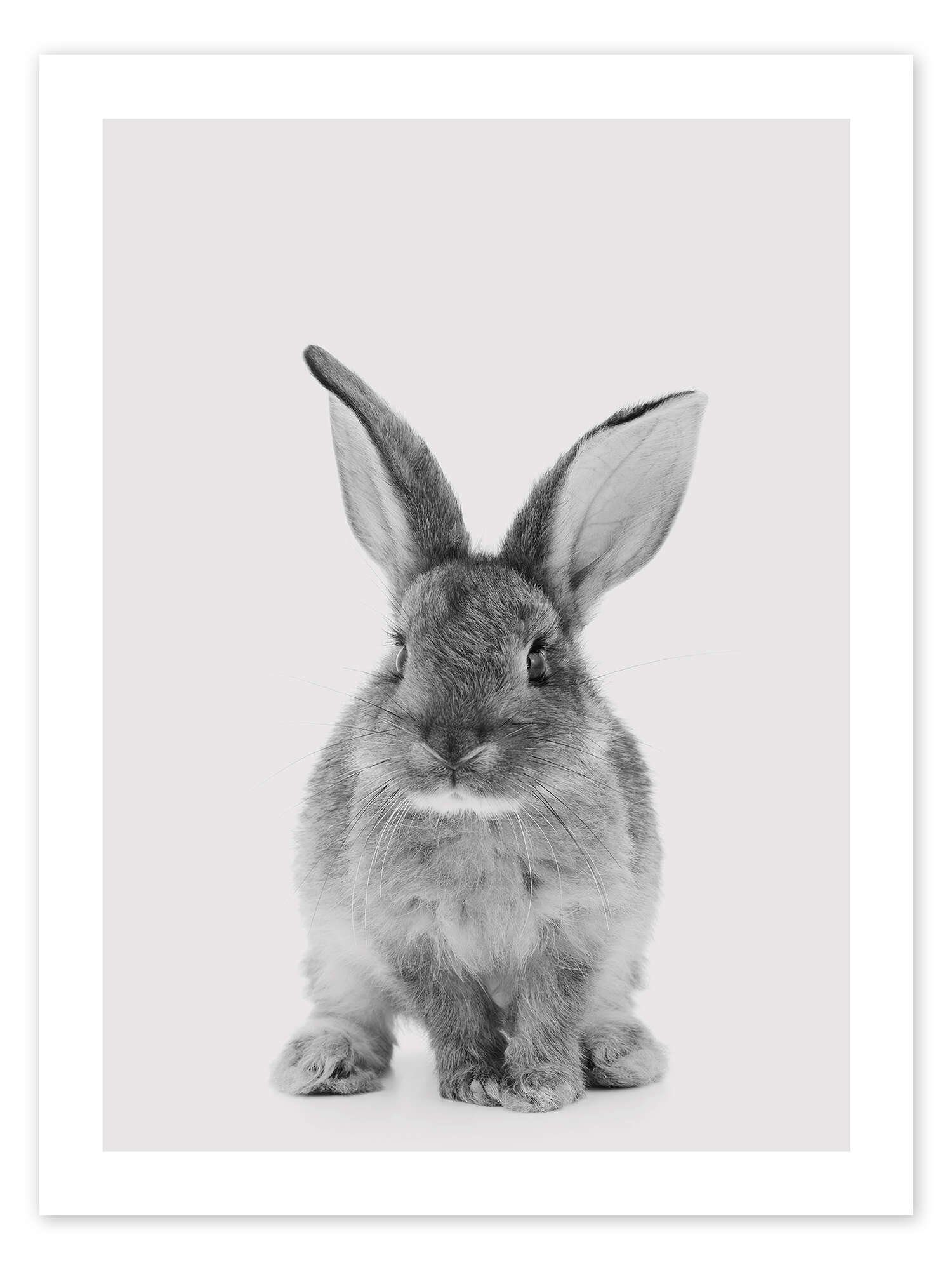 Posterlounge Wandbild Kuscheliger Hase, Animal Kids Collection, erhältlich als Poster, Leinwandbild, Wandsticker oder Acrylglasbild