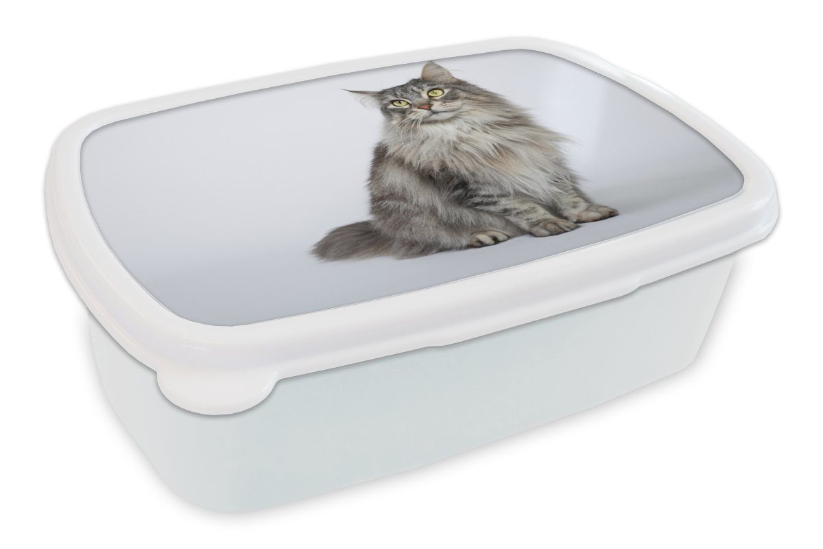 MuchoWow Lunchbox Porträt einer grauen Maine Coon Katze, Kunststoff, (2-tlg), Brotbox für Kinder und Erwachsene, Brotdose, für Jungs und Mädchen weiß