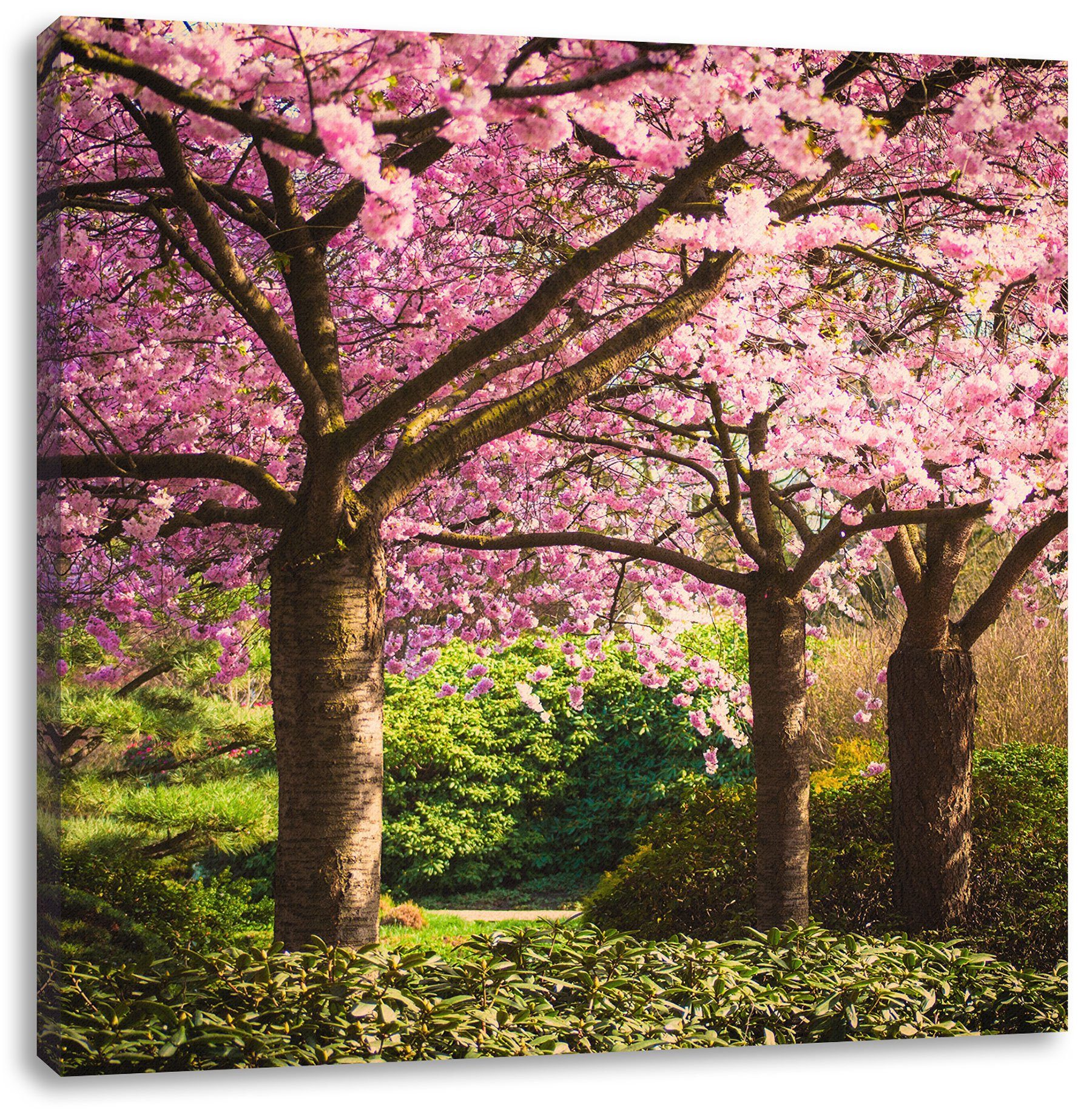 inkl. bespannt, Kirschbäume, Pixxprint blühende Rosa Kirschbäume Rosa St), (1 blühende Leinwandbild fertig Leinwandbild Zackenaufhänger