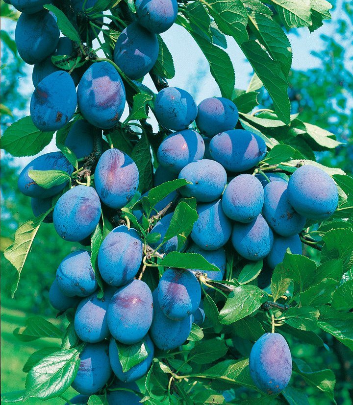 BCM DUOObstbaum »Pflaume«, 2 saftigesüße Fruchtsorten