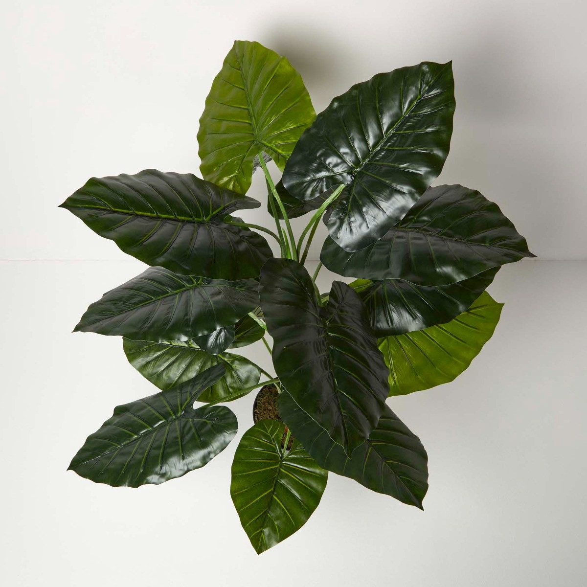 Kunstpflanze Künstliche Pflanze Taro im Topf, Elefantenohr, 90cm, Homescape günstig online kaufen