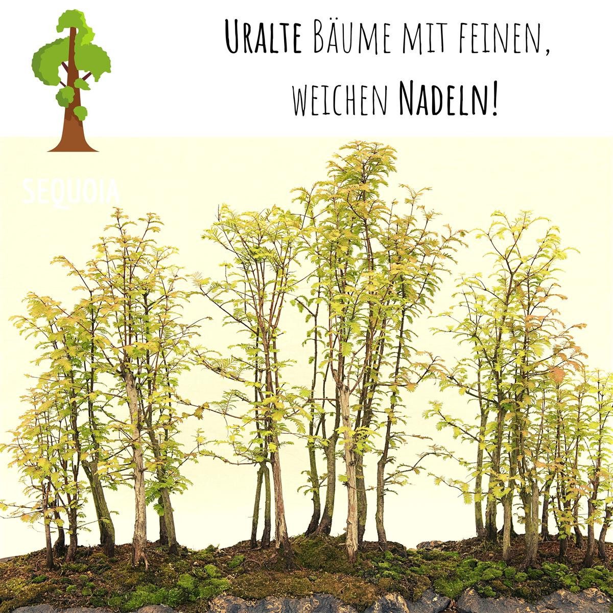 HappySeed Blumensamen Außergewöhnliche Bonsai Samen mit hoher Keimrate - Berg Mammutbaum, Bonsaifähig