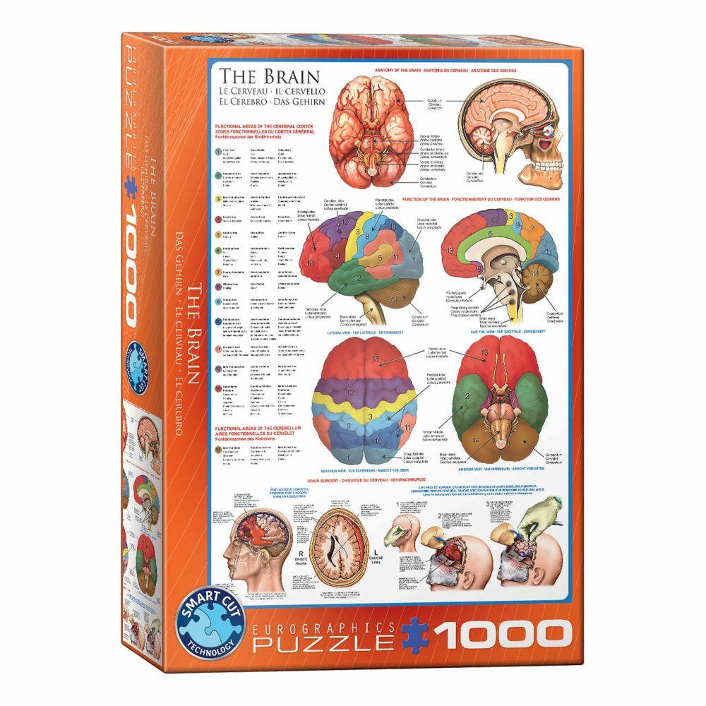 EUROGRAPHICS Puzzle Das Gehirn, 1000 Puzzleteile