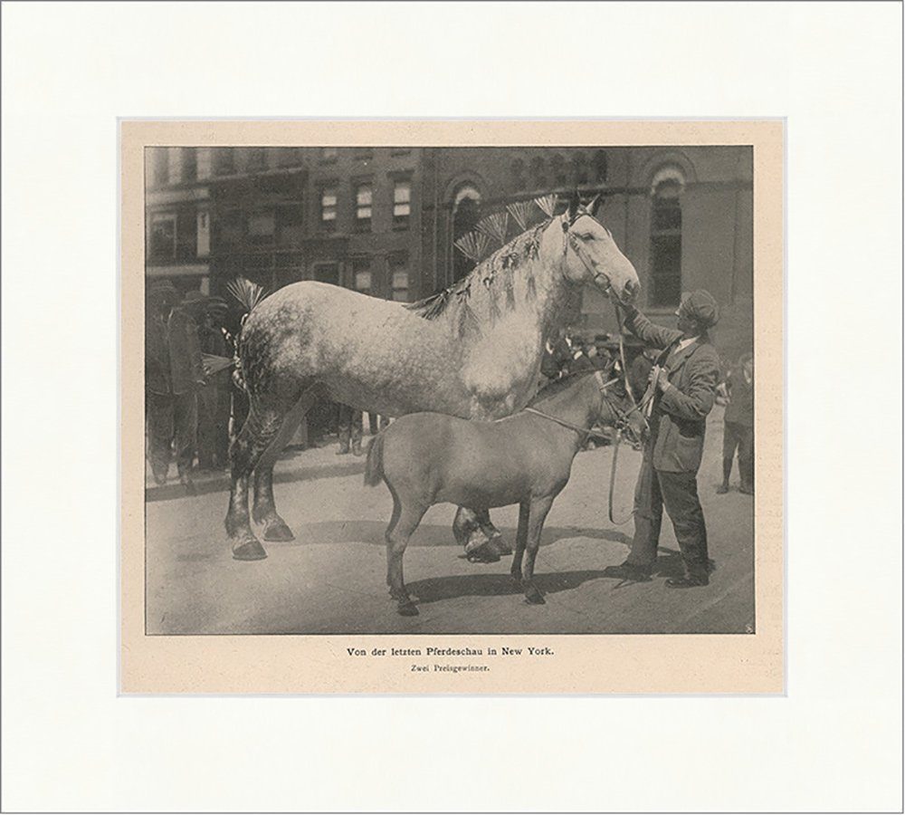 Kunstdruck Von der letzten Pferdeschau in New York Pferdezucht Fohlen F_Vintage 0