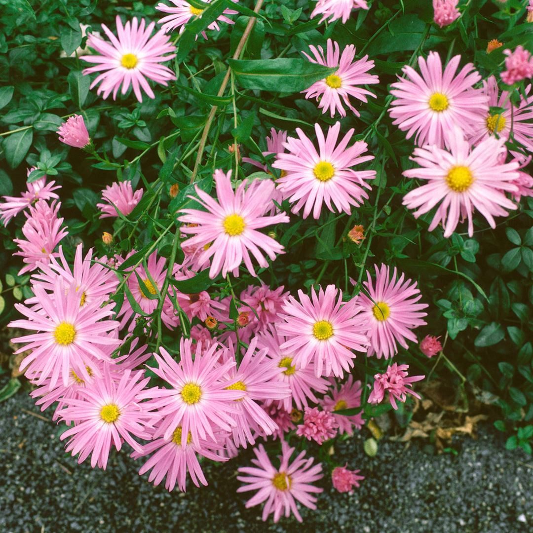 Pflanzen für Dich Staude Aster novi-belgii Fellowship, 1 St., Glattblatt-Aster, Neubelgien-Aster