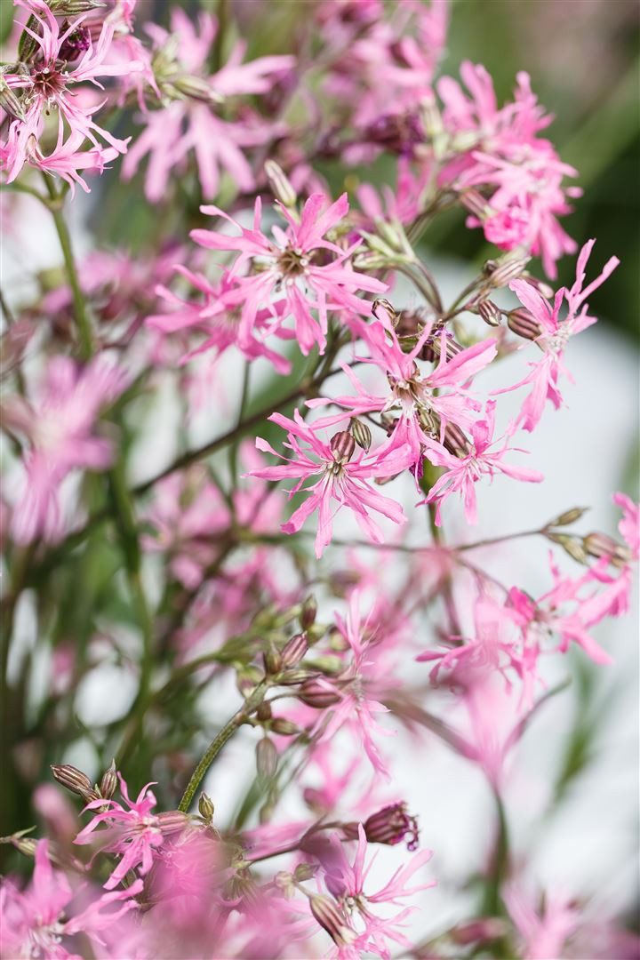 Pflanzen für Dich Staude Lychnis flos-cuculi, 1 St., Kuckucks-Lichtnelke, Kuckucksnelke – Bild 3 von 5
