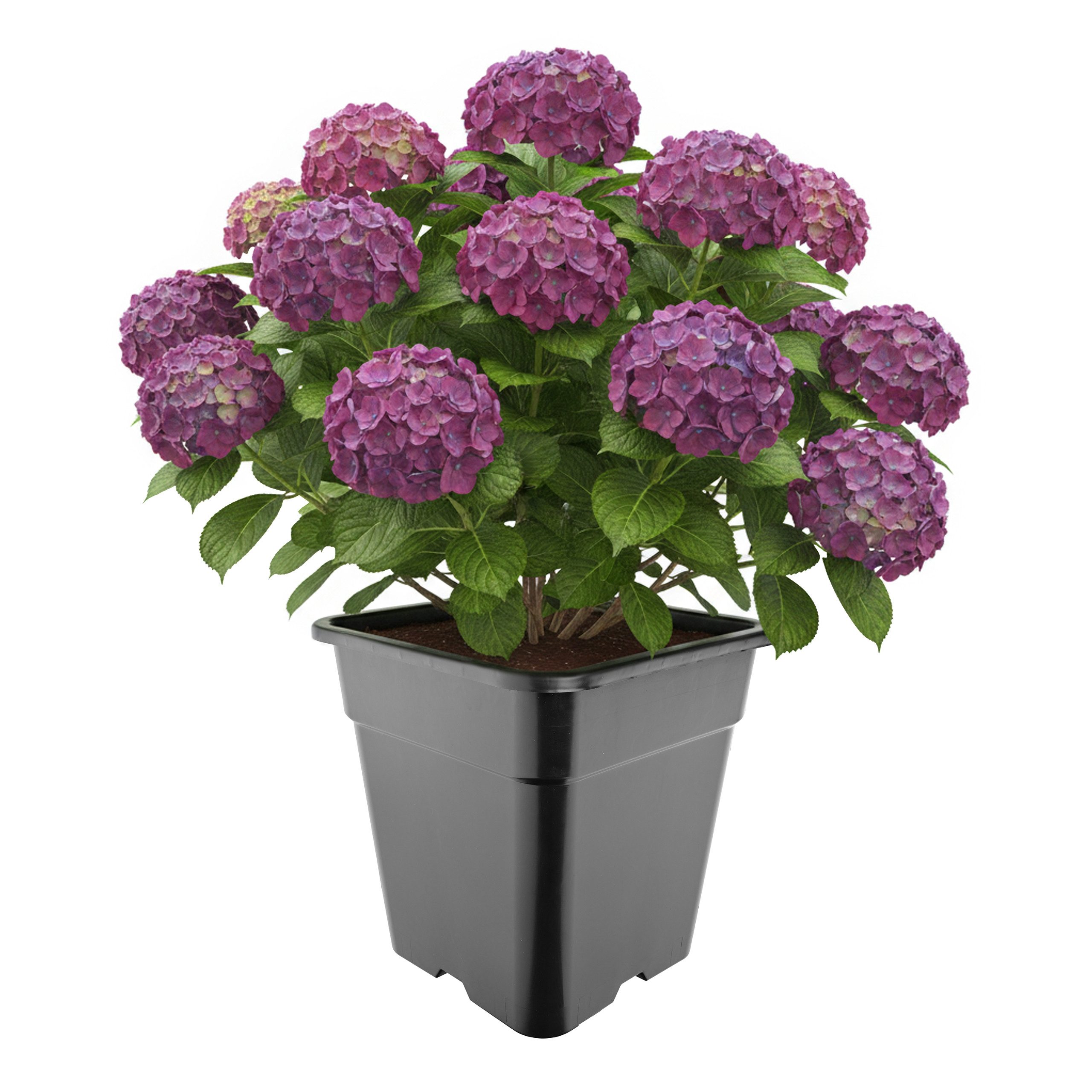 Garronda Blumentopf Kunststoff hoch eckig mit Drainagelöchern für Garten GD-0201 (1 St)