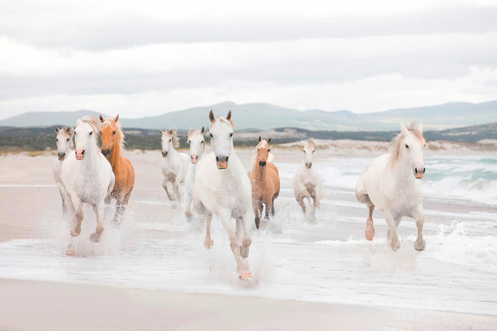 Komar Fototapete White Horses - Größe 368 x 254 cm, glatt, bedruckt, Wohnzimmer, Schlafzimmer