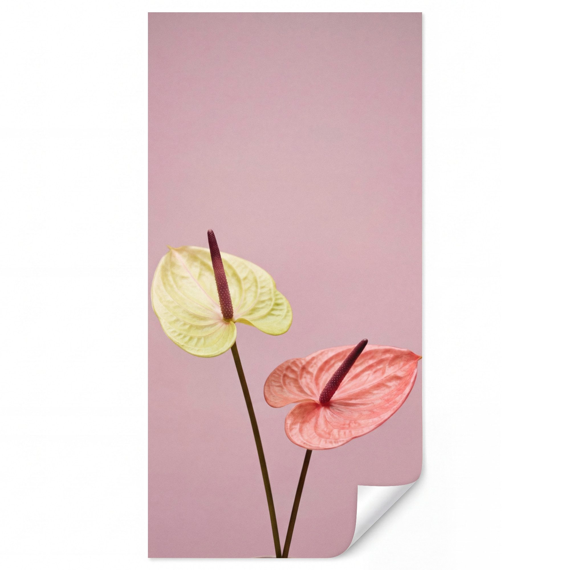 OnlyWow Fototapete Blumen - Anthurien - Gelb - Rosa, Matt, bedruckt, Wandtapete, Schlafzimmer, Wanddekoration 100x220cm