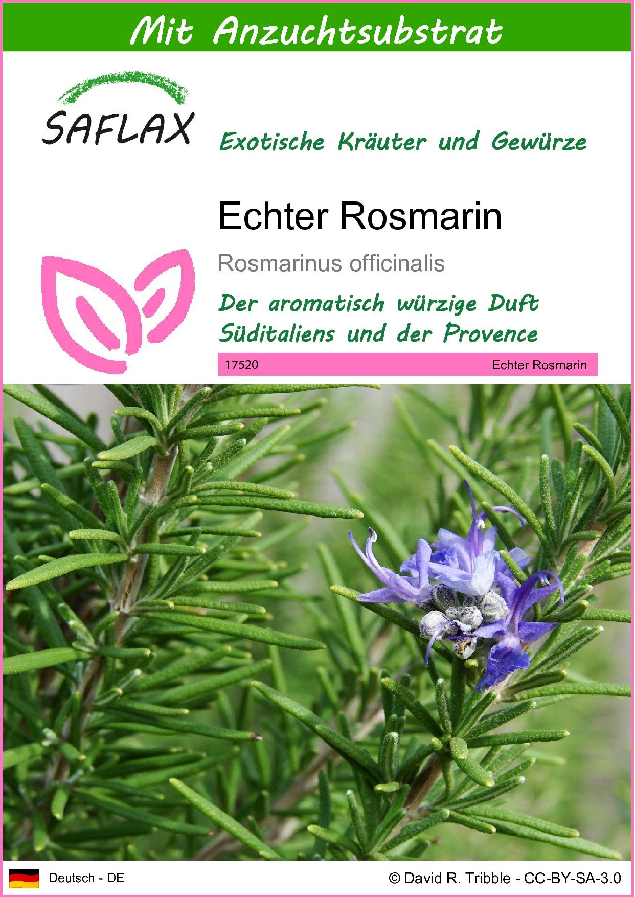 Kräutersamen SAFLAX - Samen und Substrat - Echter Rosmarin