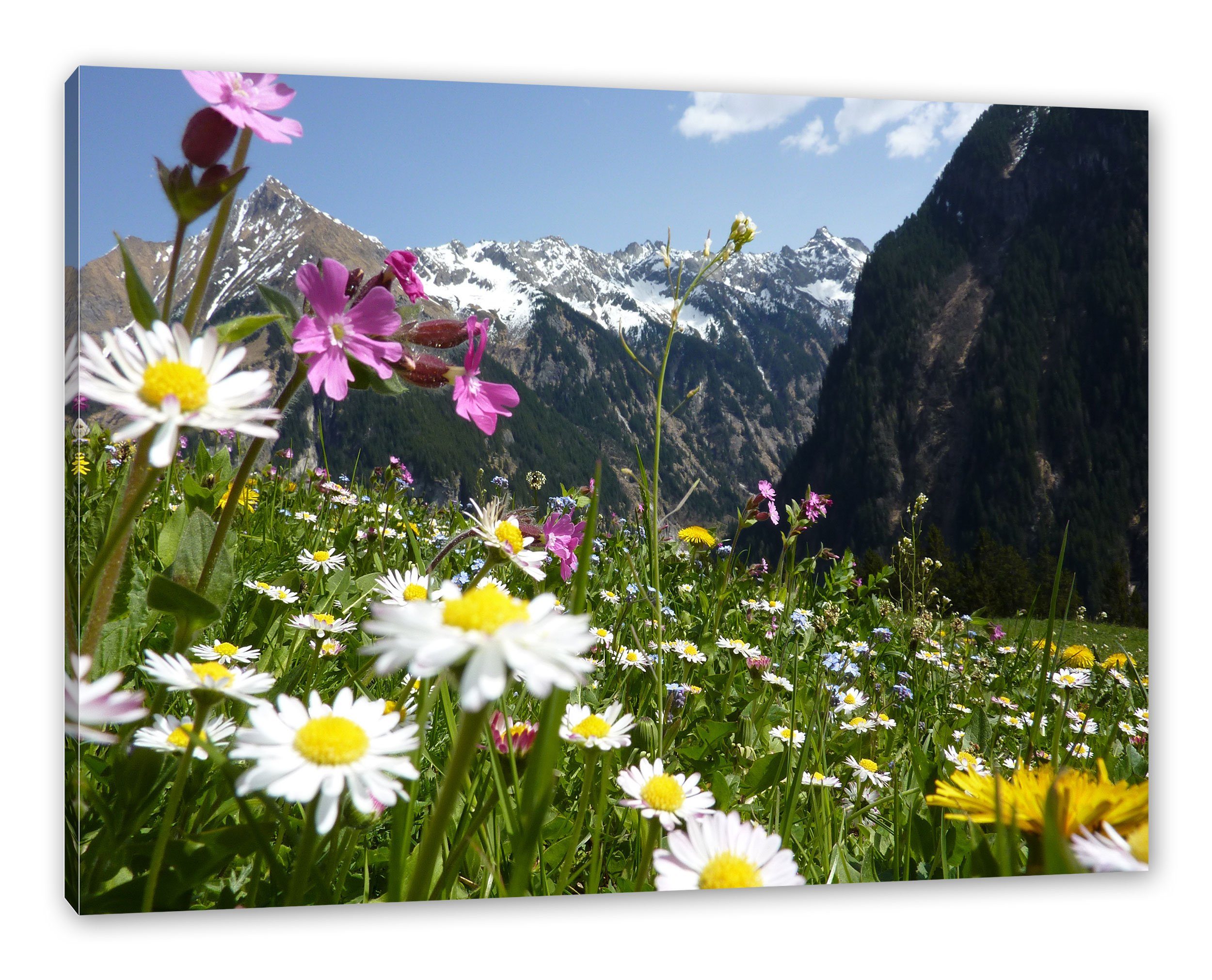 Wunderschöne fertig bespannt, Zackenaufhänger Leinwandbild Alpenwiese, Blumen Blumen (1 inkl. Leinwandbild Alpenwiese Pixxprint Wunderschöne St),