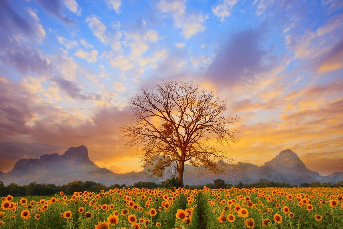Fototapete Sonnenblumenlandschaft Papermoon