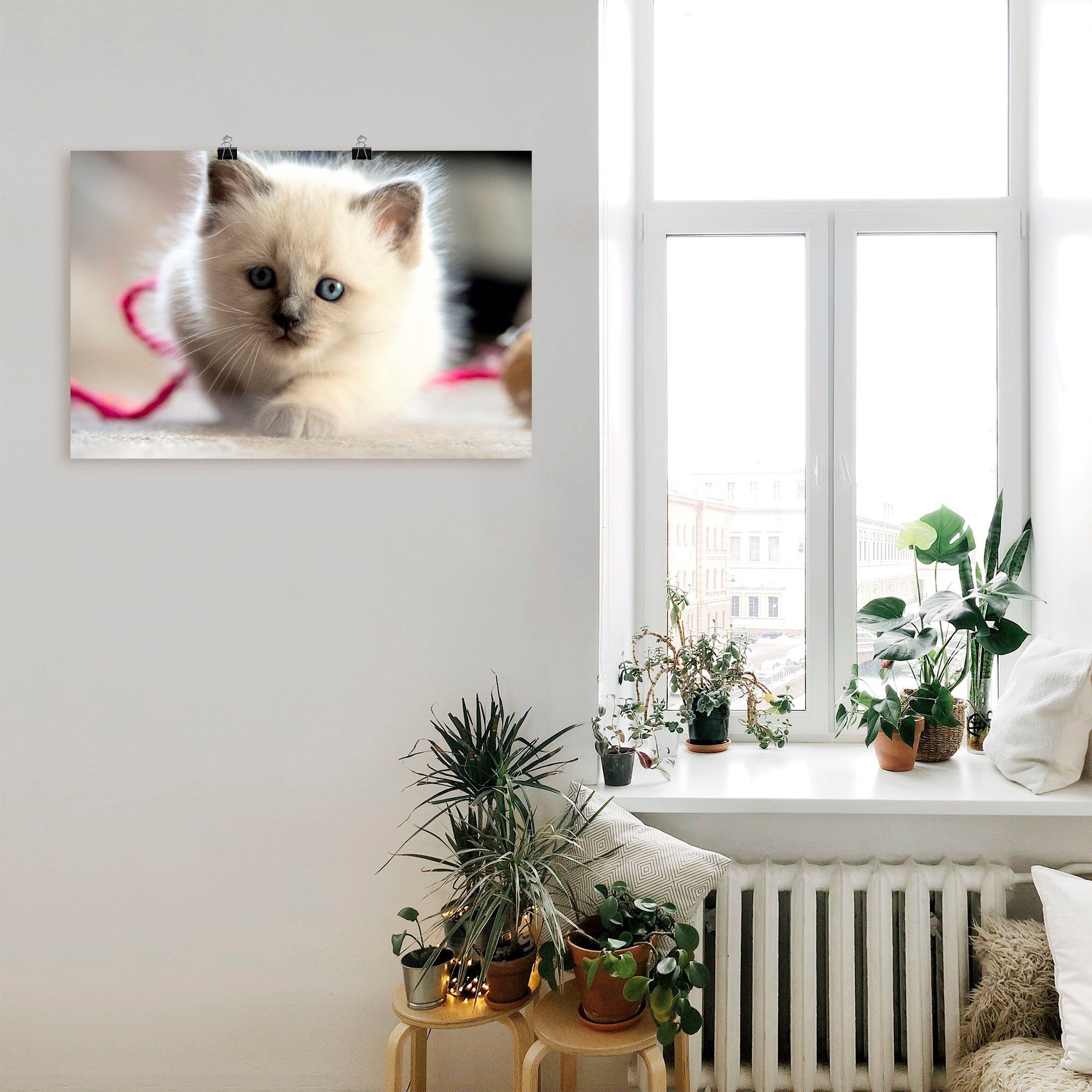 Spiel, Leinwandbild, Wandbild Katzenbilder Poster oder Alubild, in (1 Größen St), Katze als versch. Artland Birma im Heilige Wandaufkleber