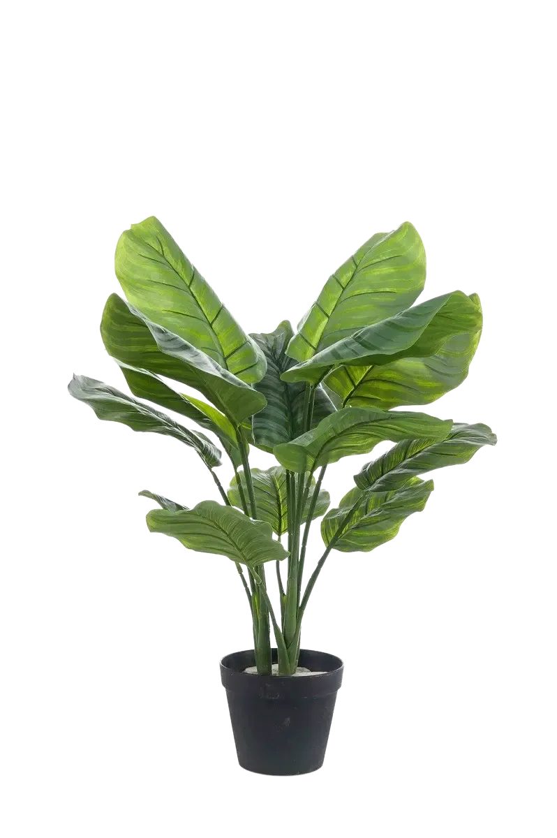 Kunstpflanze Künstliche Calathea orbifolia - Bill, 70 cm, Emerald