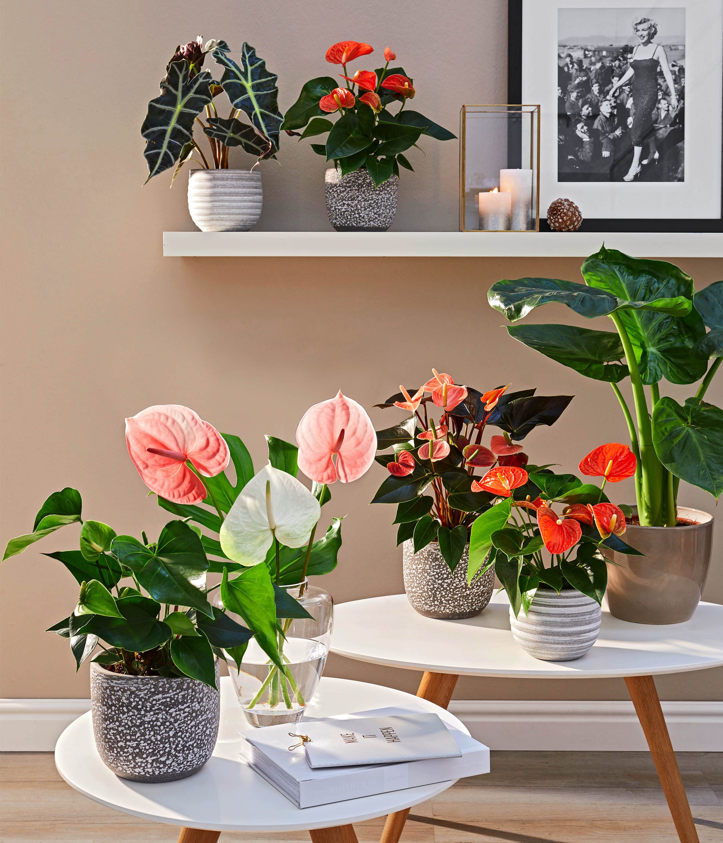 Dehner Zimmerpflanze Große Flamingoblume, Anthurium andreanum, ca. 20-30 cm, orange, auffallende, orange Einzelblüten