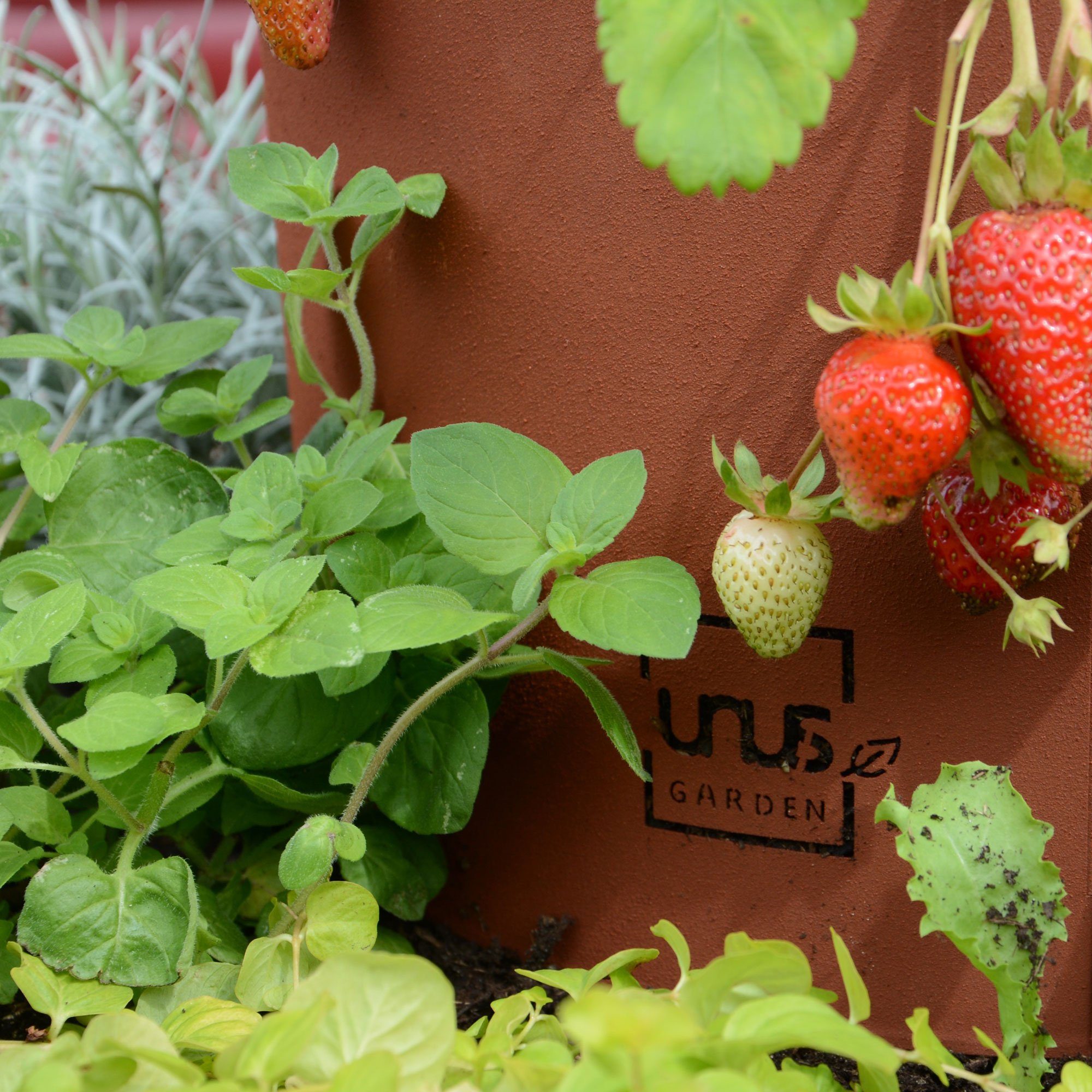 UNUS GARDEN Hochbeet Kräuterschnecke Rostoptik, Kräuterspirale Kräuterpyramide Pflanzring – Bild 5 von 5