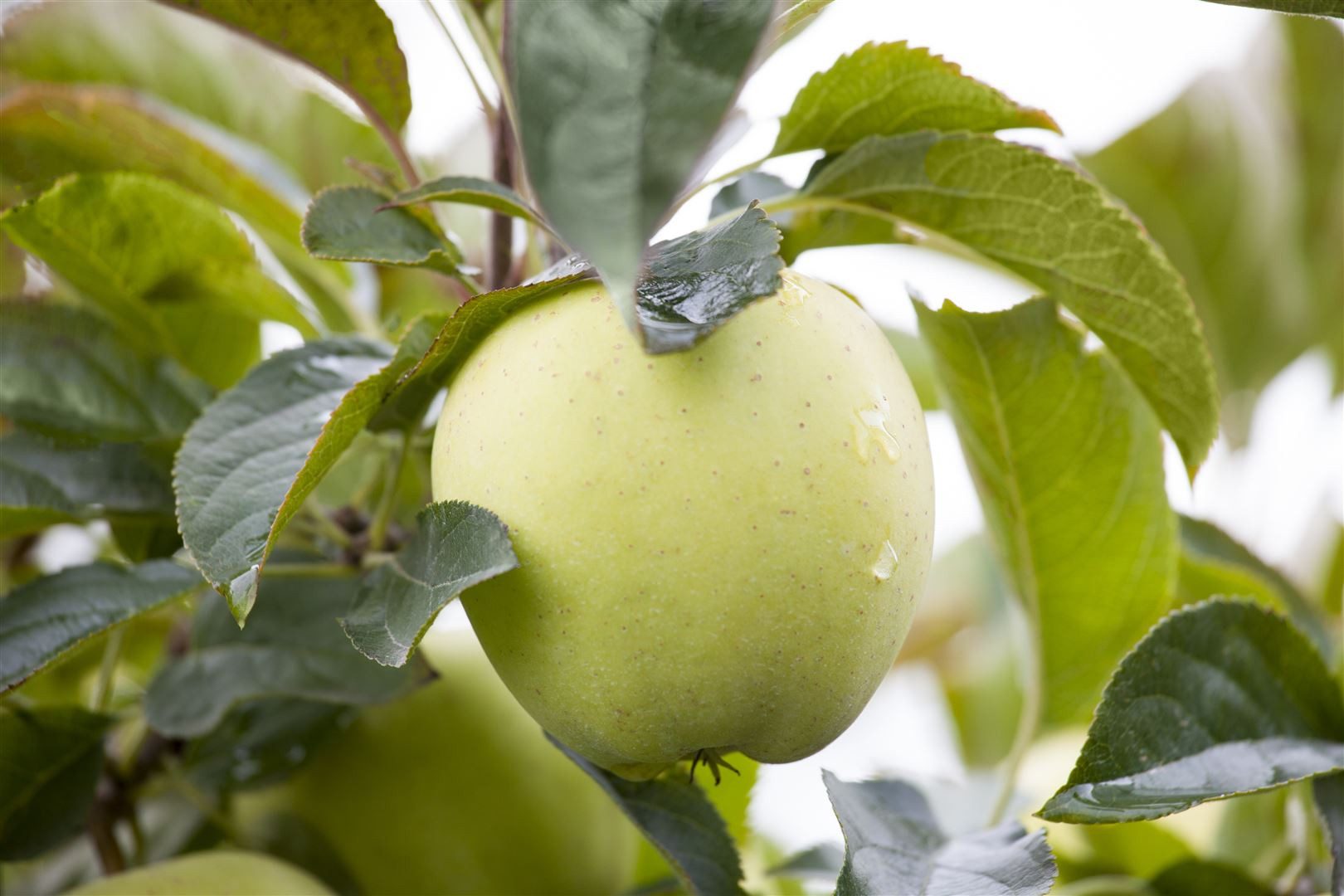 Pflanzen für Dich Obstpflanze Malus Weißer Klarapfel, 1 St., Weißer Klarapfel, Klarapfel, Augustapfel, frühreifend, saftig-süß