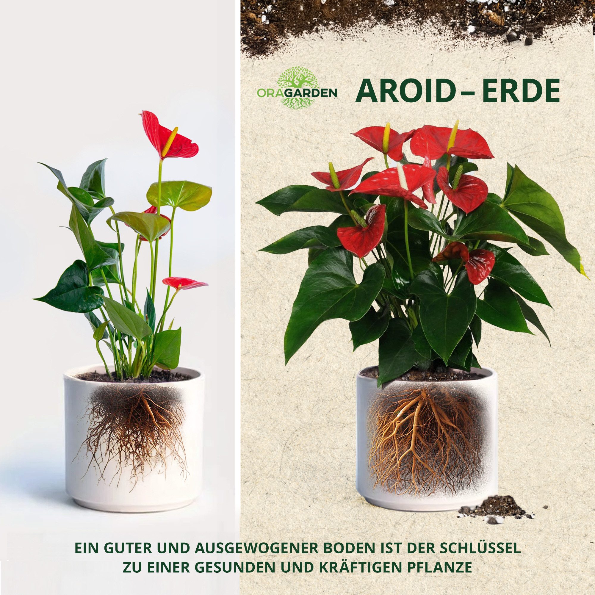 OraGarden Spezialerde OraGarden Aroiden-Erde 3 Liter, mit Wurmhumus, (Packung), Enthält wertvollen Wurmhumus – Bild 3 von 5
