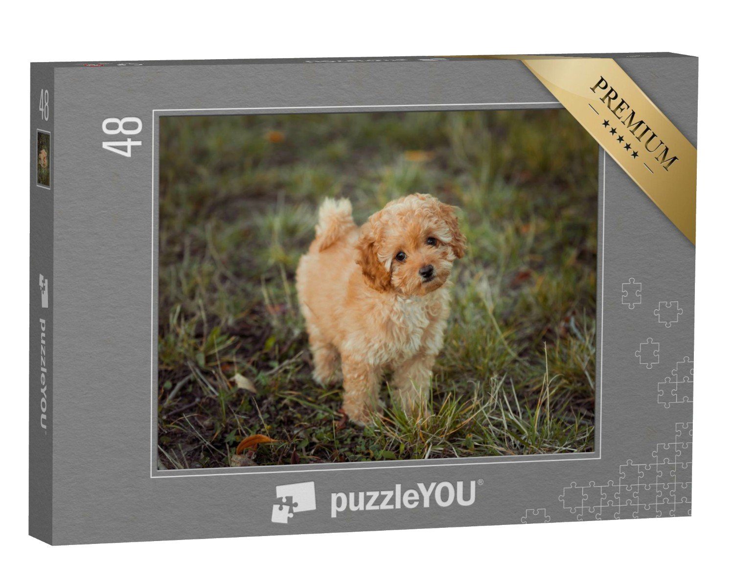 puzzleYOU Puzzle Kleiner brauner Pudelwelpe, 48 Puzzleteile, puzzleYOU-Kollektionen Hunde, Pudel | Puzzle