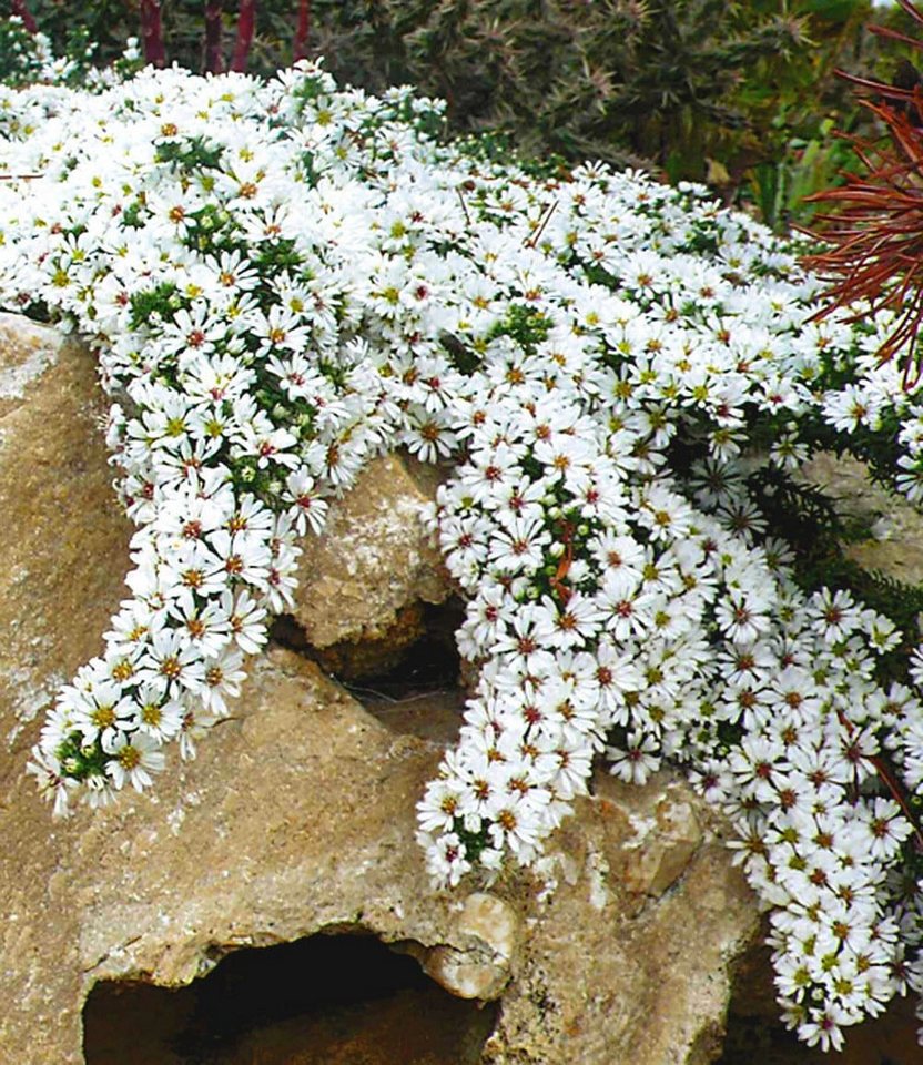 BALDUR Garten Bodendecker Steinaster 'Snowflurry', 1 St., Myrtenaster,winterhart, blühfreudig,reichblühend, pflegeleicht