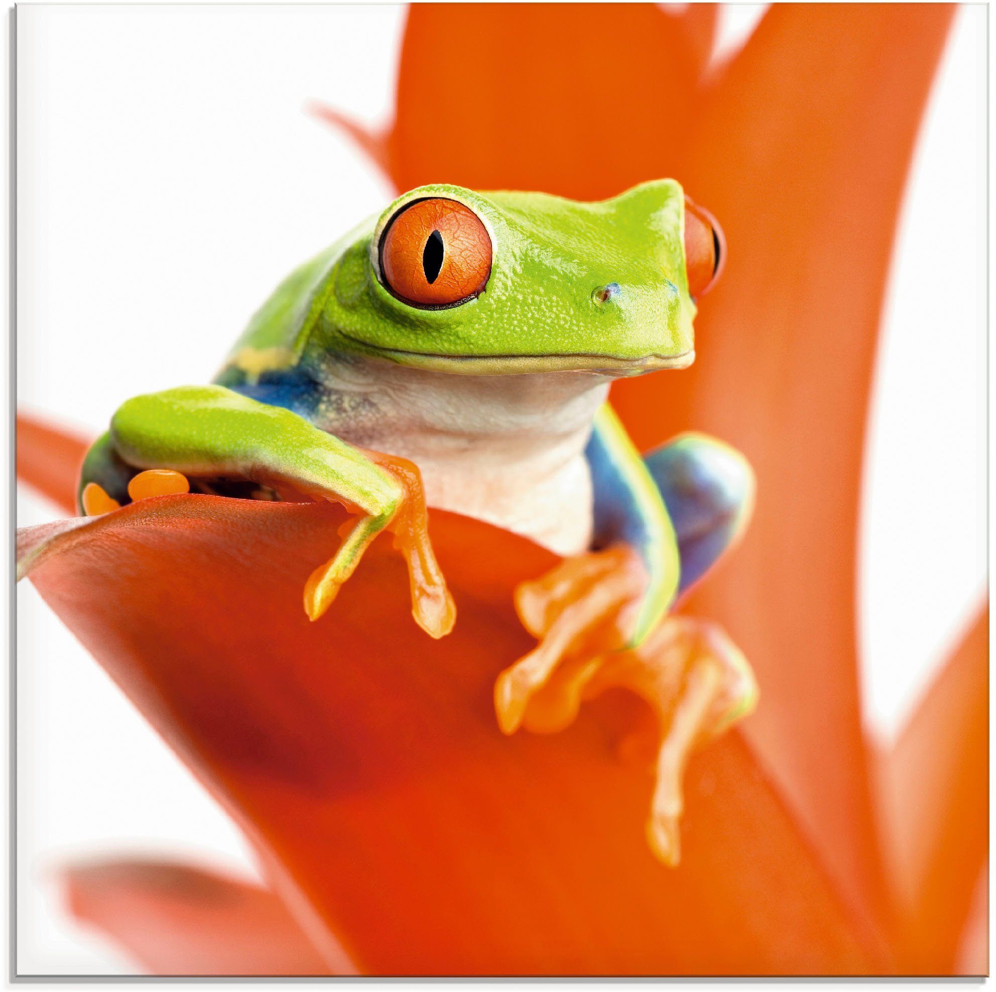 Artland Glasbild Frosch auf seinem Thron, Wassertiere (1 St), in verschiedenen Größen | Bilder