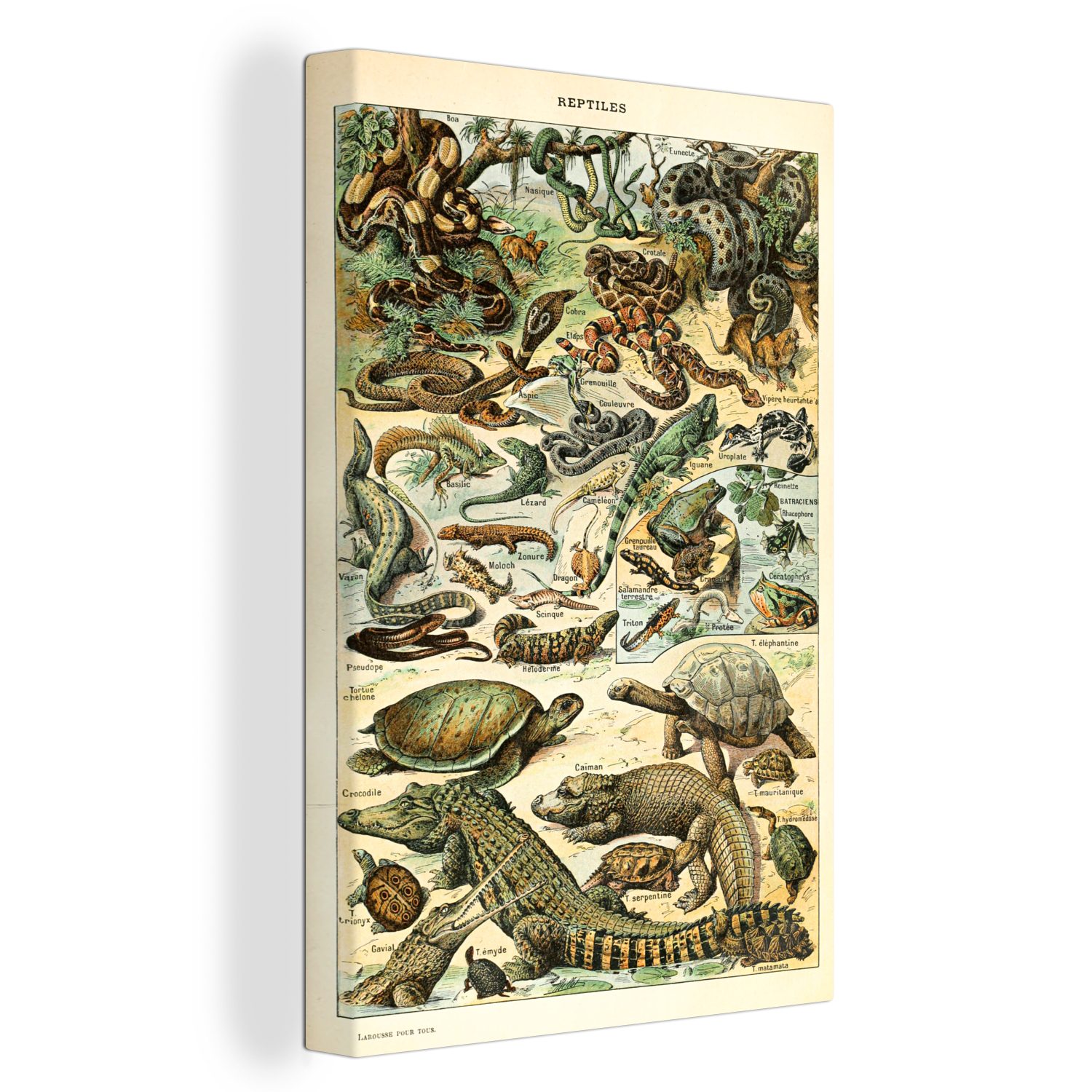 OneMillionCanvasses® Leinwandbild Reptilien - Tiere - Natur, (1 St), Leinwandbild fertig bespannt inkl. Zackenaufhänger, Gemälde, 20x30 cm