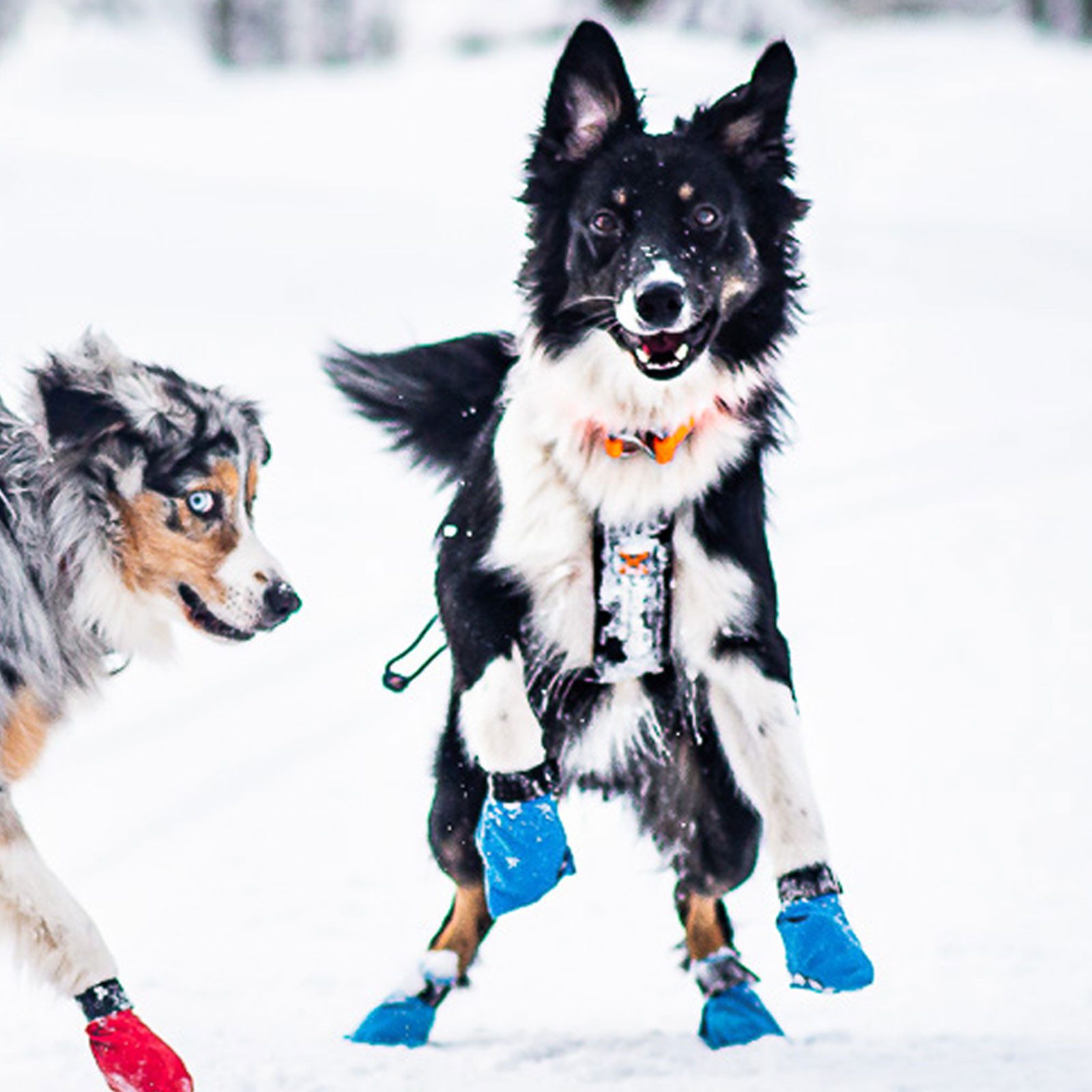 Non-stop dogwear Pfotenschutz Long Distance Booties 4er blau, leichter Pfotenschutz