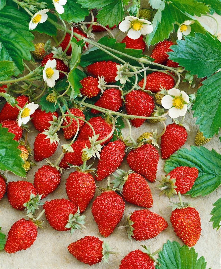 Pflanzen für Dich Obstpflanze Fragaria vesca Alexandria, 1 St., Wald-Erdbeere, Monatserdbeere, Alexandria-Erdbeere, immertragend, aromatisch