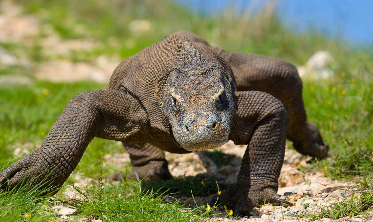 Fototapete Komodo Drache