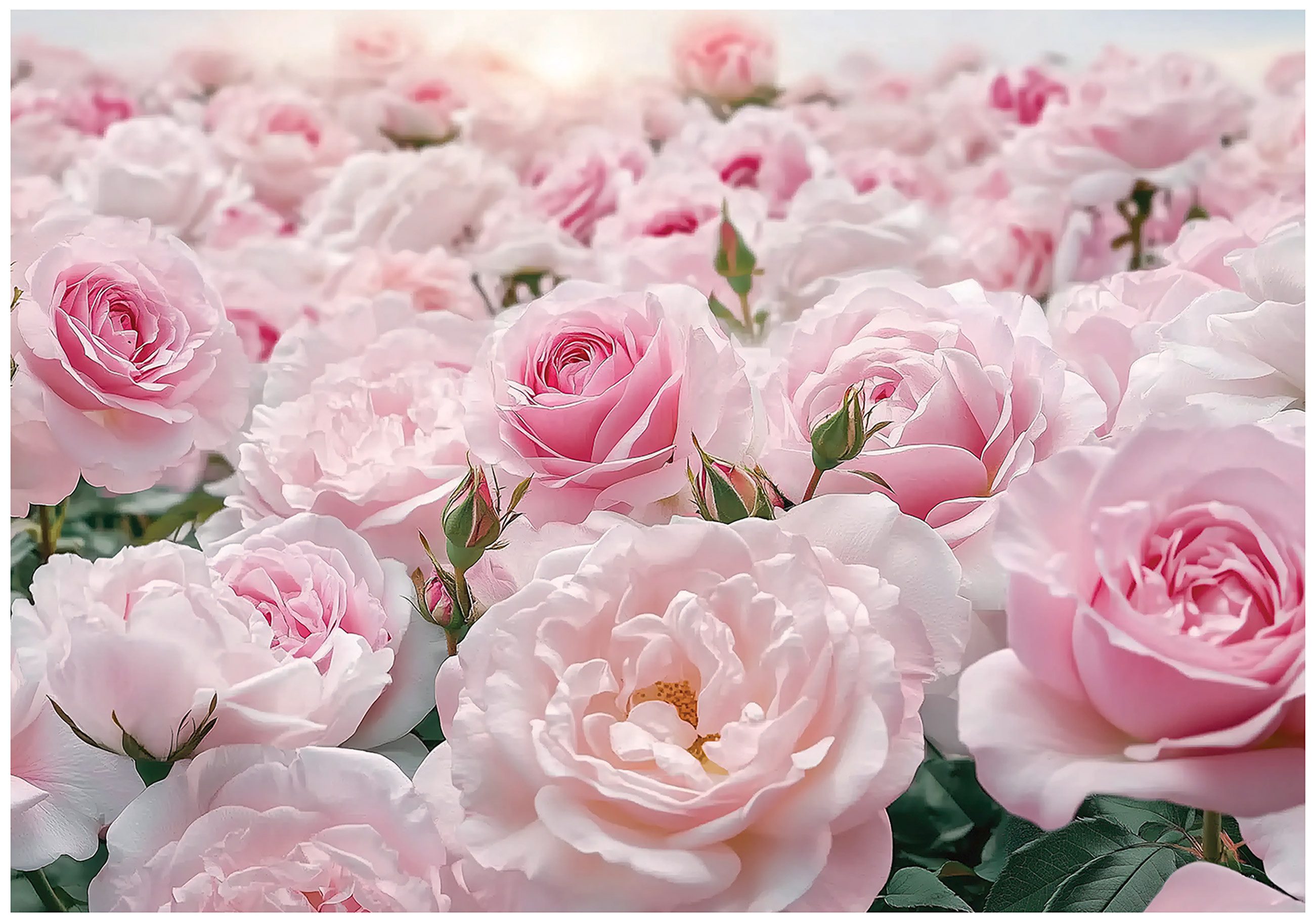 Wallarena Fototapete Rose Rosa Natur Vlies Tapete Wohnzimmer Schlafzimmer Wandtapete, Glatt Vlies Washable, Natur, Rosa, Blumen, Rose, (Packung, 2 St., Vlies Fototapete), Vliestapete Rosa Wohnzimmer Schlafzimmer Küche Tapete + Kleister