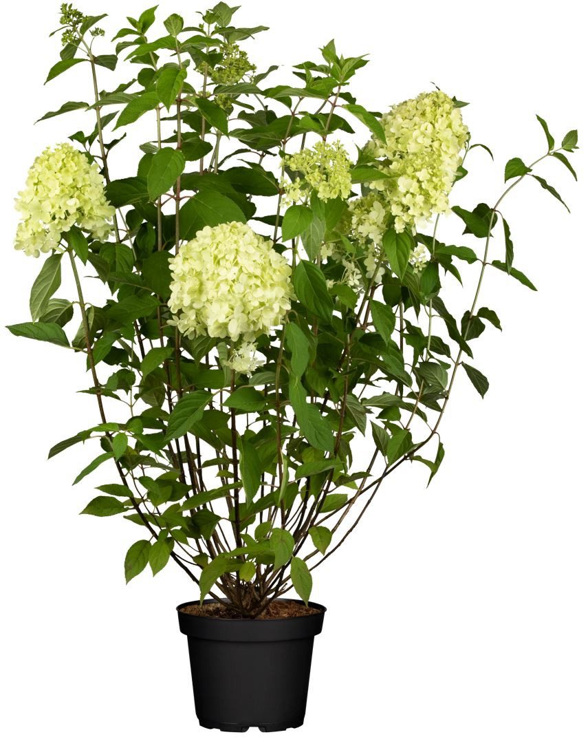 Pflanzen für Dich Gehölze Hydrangea pan. Limelight, 1 St., Rispenhortensie, Hortensie