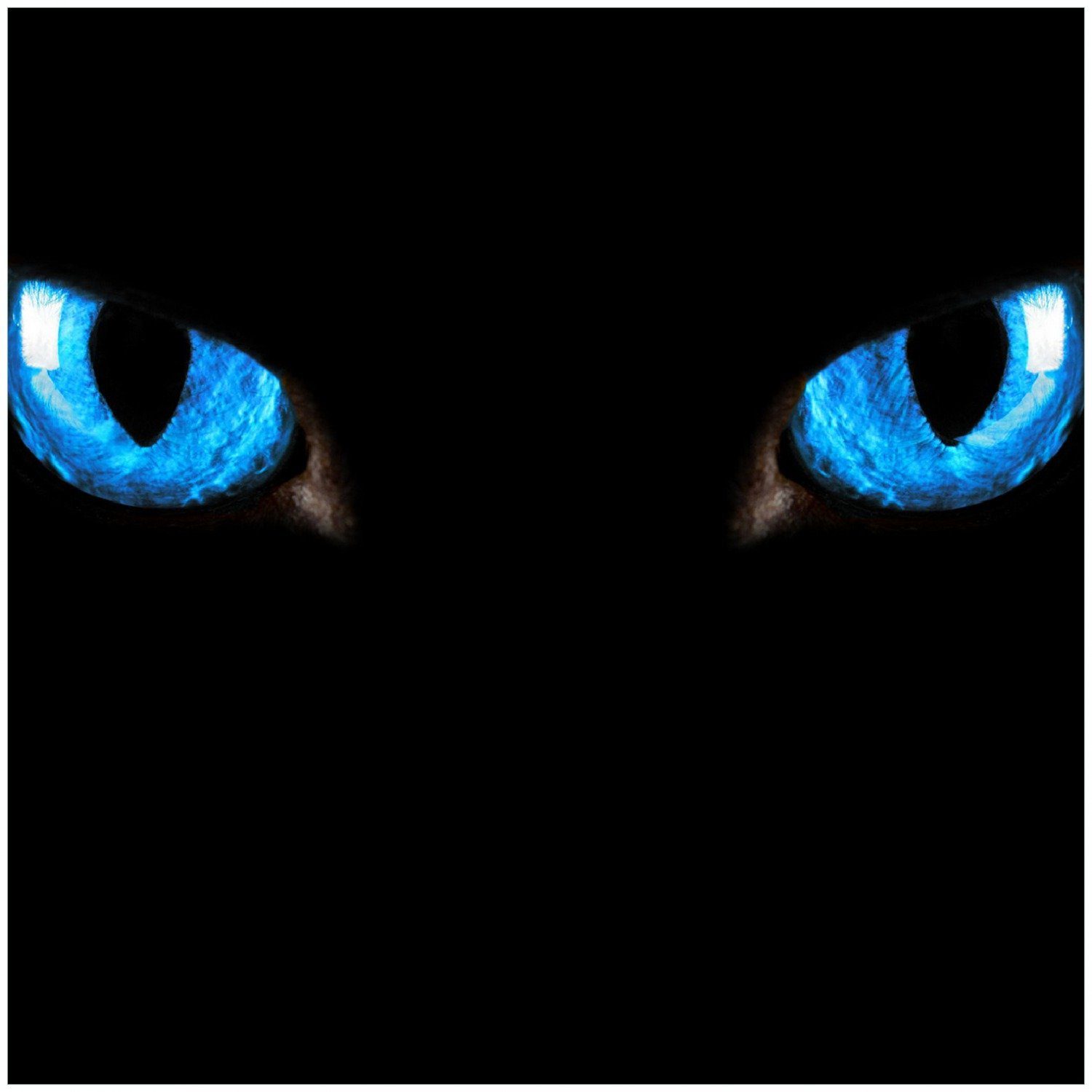 Wallario Memoboard Blaue Katzenaugen bei Nacht