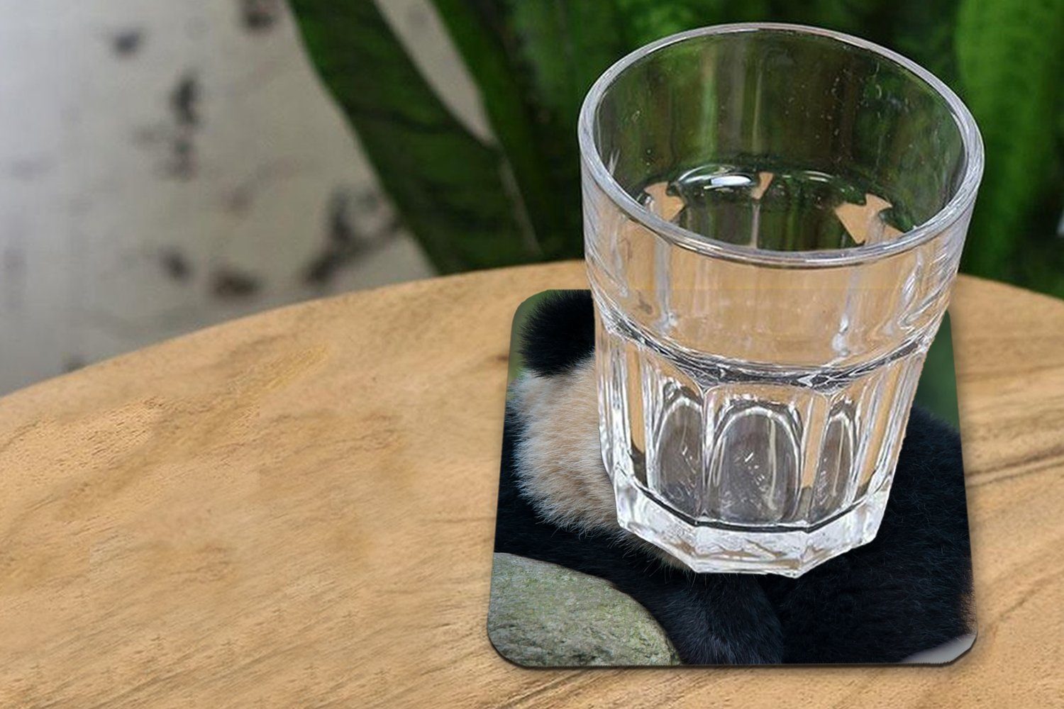MuchoWow Glasuntersetzer Gläser, 6-tlg., Untersetzer, Tischuntersetzer, - Wildtiere - Stein, Glasuntersetzer, Korkuntersetzer, Porträt Tasse Zubehör - Panda für