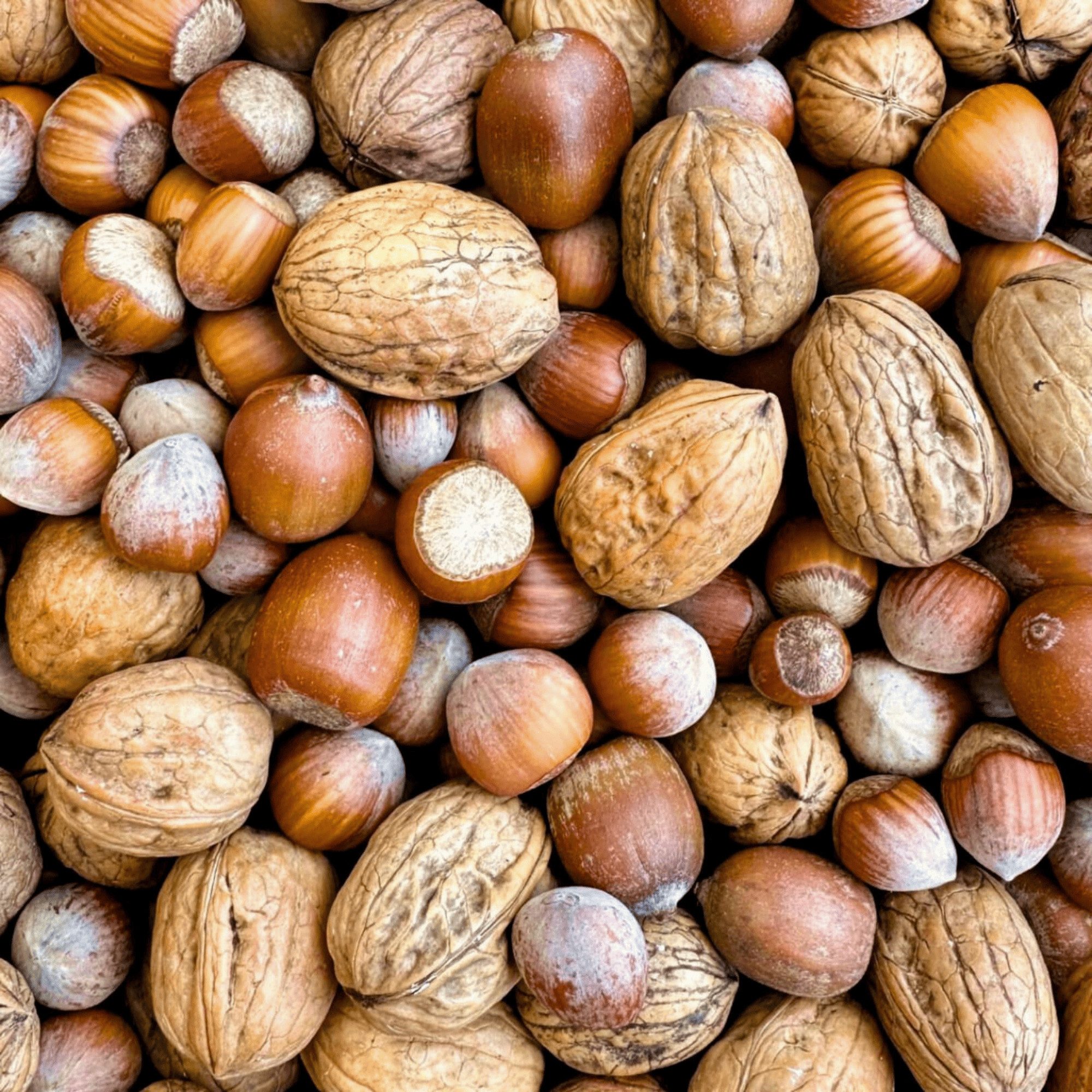 Orni Artgerechter Nüsse Mix für Eichhörnchen 1kg - Nüsse mit Schale, Ergänzungsfutter für: Nutz-/ Wildtier