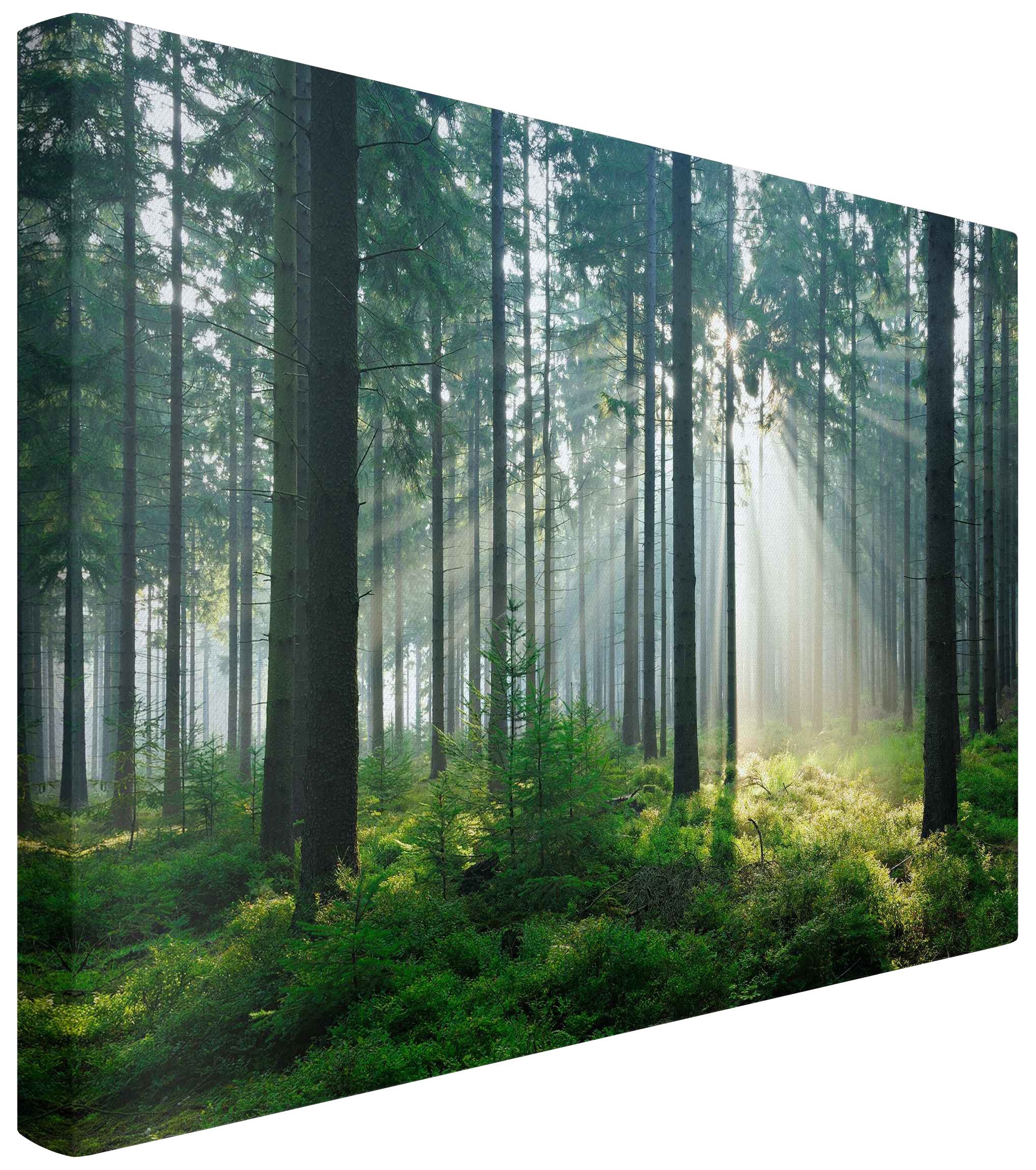 Bilderdepot24 Leinwandbild Akustikbild Wald Natur Landschaft Enlightened Forest Akustik Bilder, (Wandbild im Leinwandstil mit 4 cm Keilrahmen für bessere Raumakustik), Bild auf Leinwand; Leinwanddruck in vielen Größen