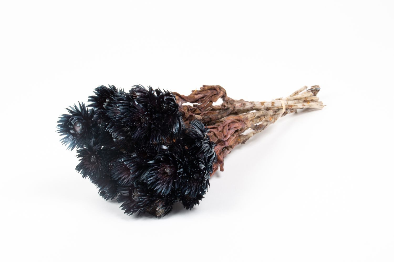 Trockenblume Sonnenblumen Trockenstrauß Bibiana, schwarz, 30-40cm, Ø15cm, INNA-Glas