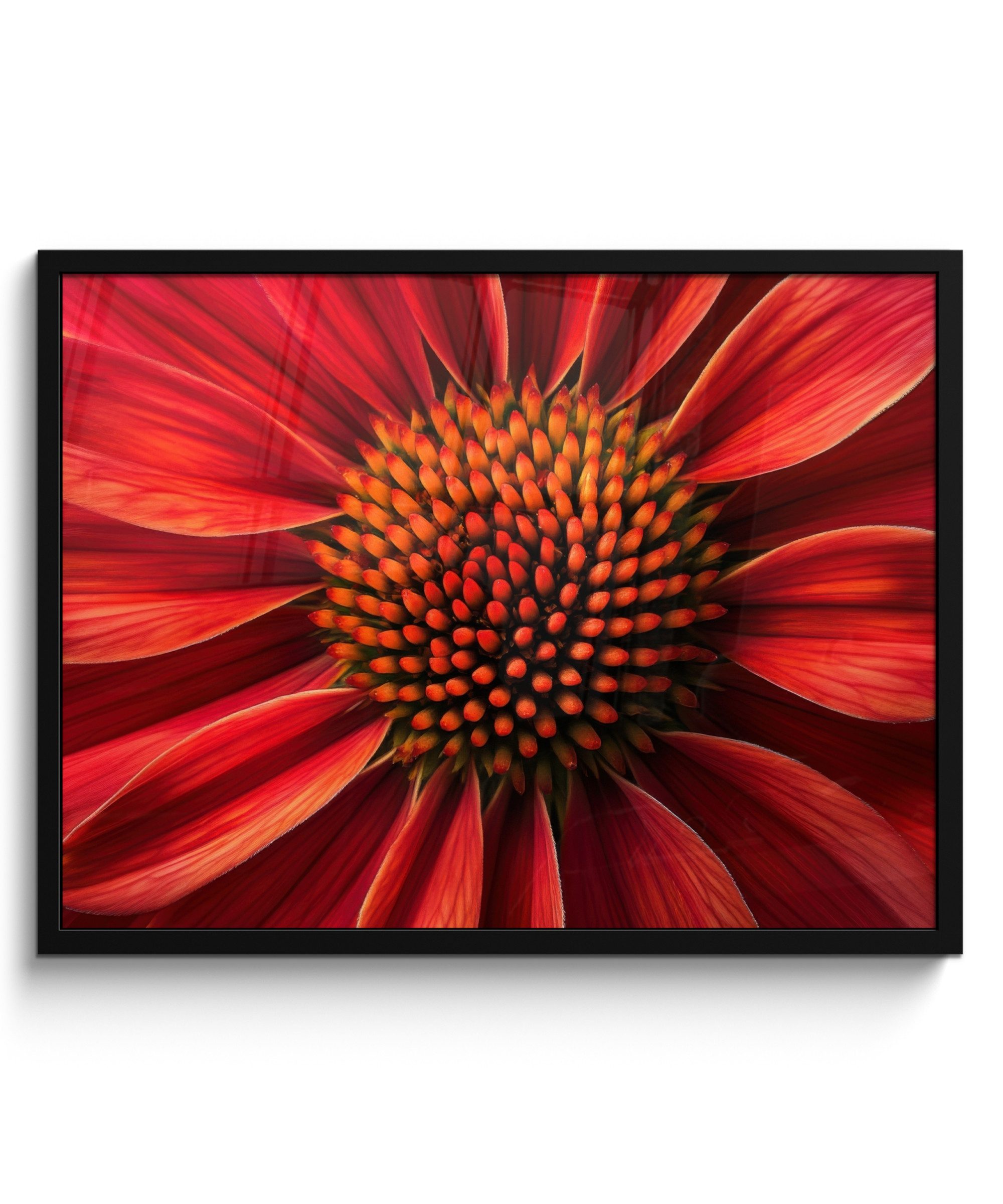 Poster Nahaufnahme - Blume - Rot