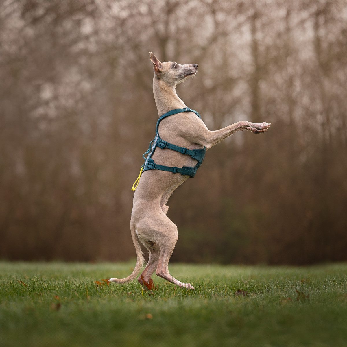 Non-stop dogwear Hunde-Geschirr Hundegeschirr Ramble Harness long blau