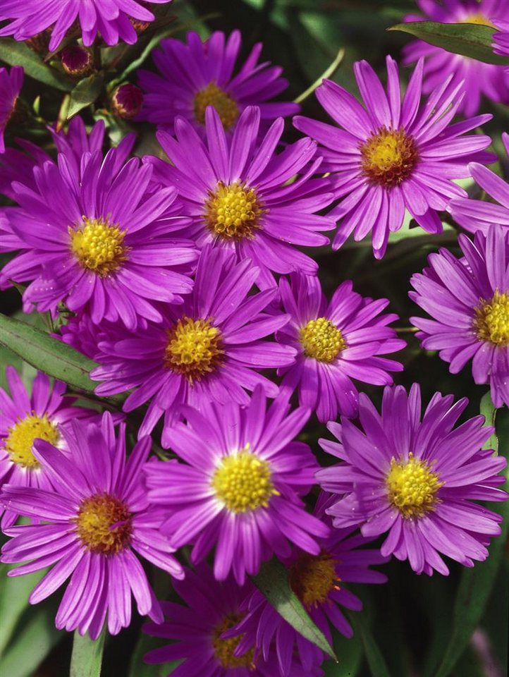Pflanzen für Dich Staude Aster dum. Herbstgruß v.Bresserhof, 1 St., Kissen-Aster, Herbstaster