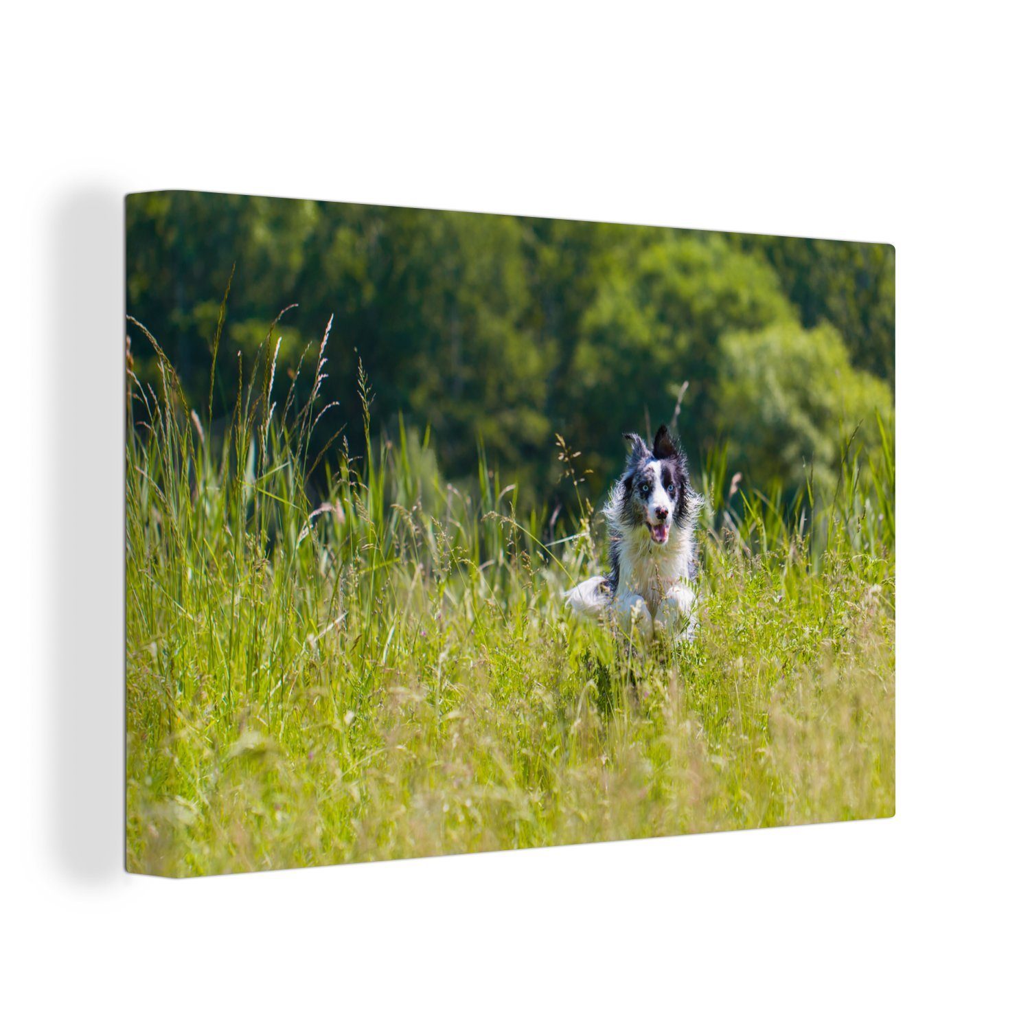 OneMillionCanvasses® Leinwandbild Ein sprintender Border Collie im hohen grünen Gras, (1 St), Wandbild Leinwandbilder, Aufhängefertig, Wanddeko, 30x20 cm