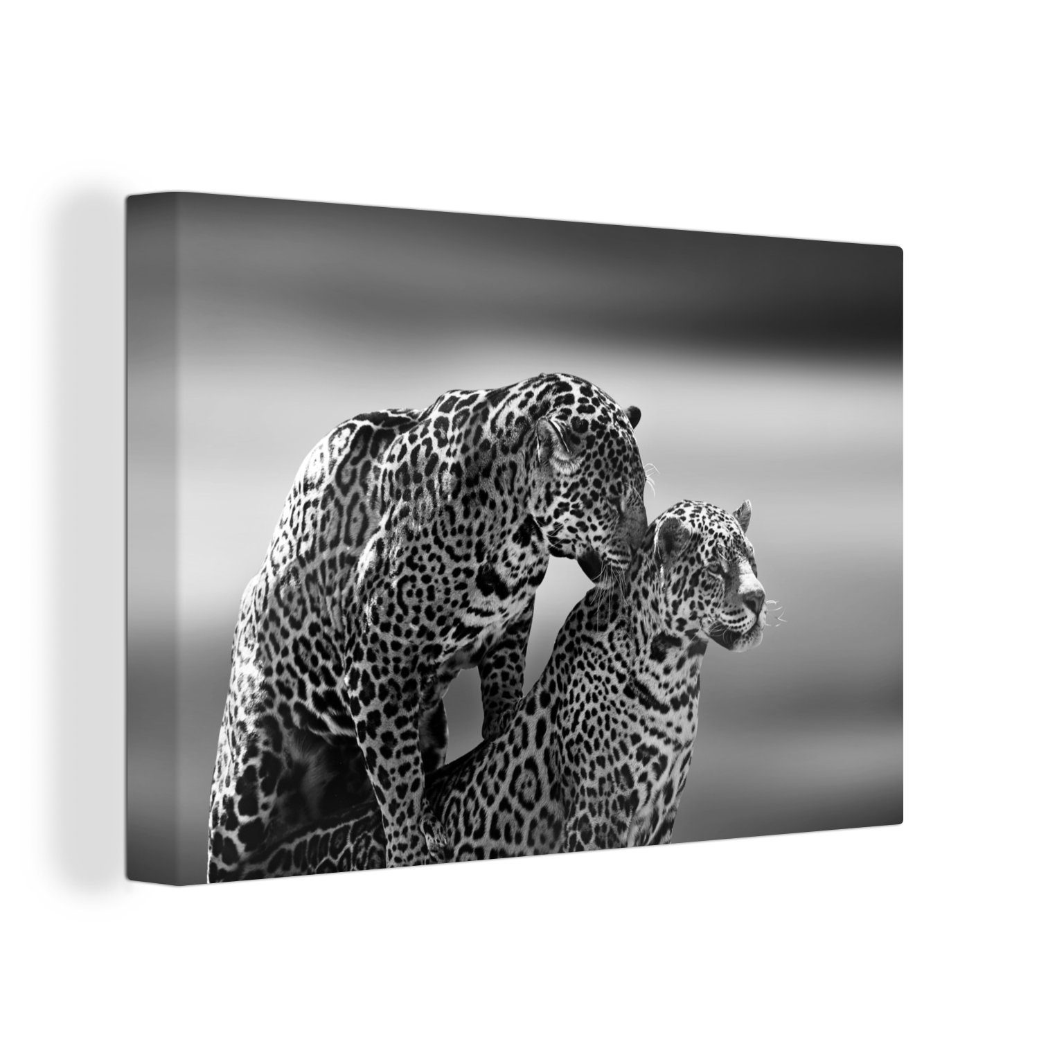 OneMillionCanvasses® Leinwandbild Jaguar - Schwarz und Weiß - Natur, (1 St), Wandbild Leinwandbilder, Aufhängefertig, Wanddeko, 30x20 cm