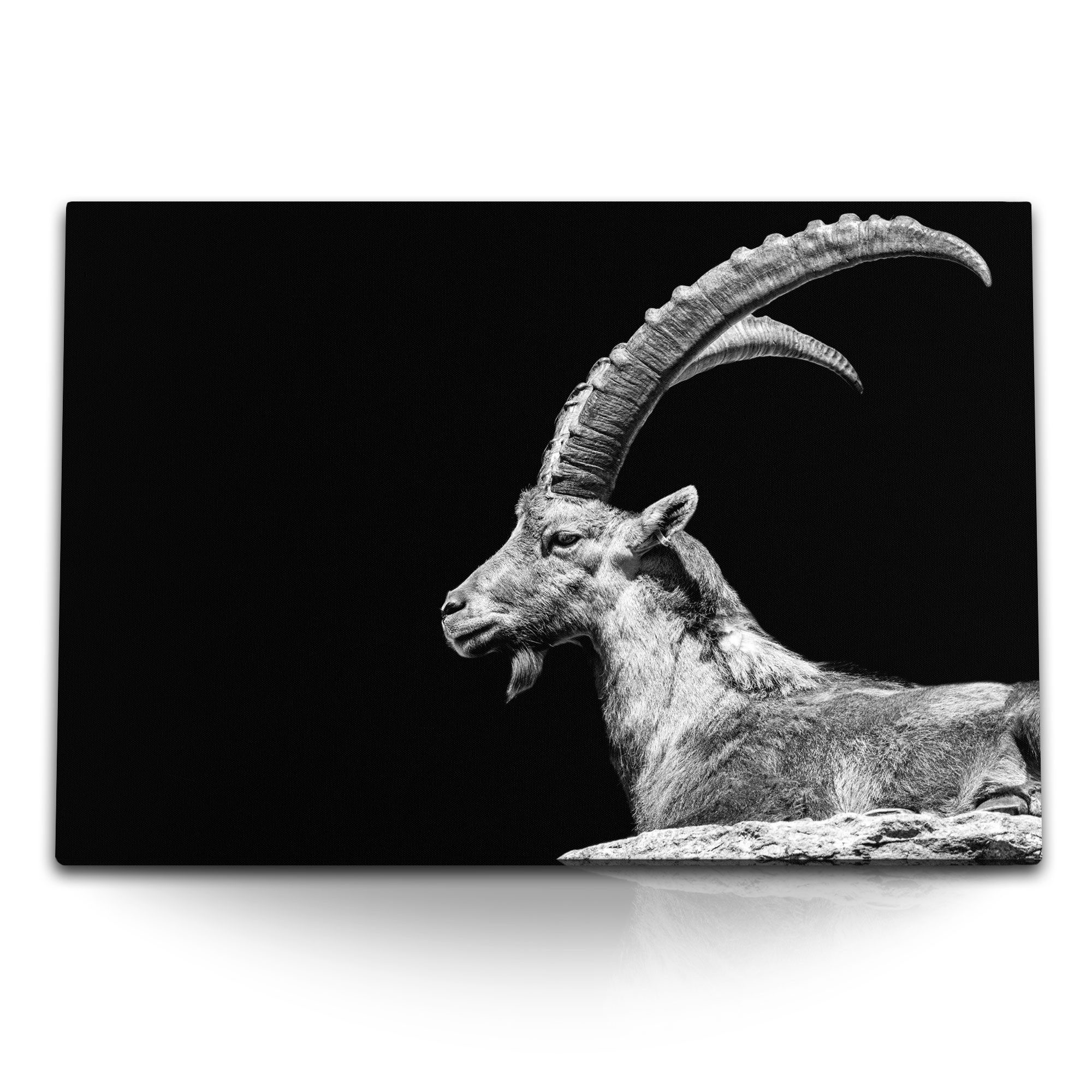Sinus Art Leinwandbild 120x80cm Wandbild auf Leinwand Steinbock Tierfotografie schwarzer Hint, (1 St)