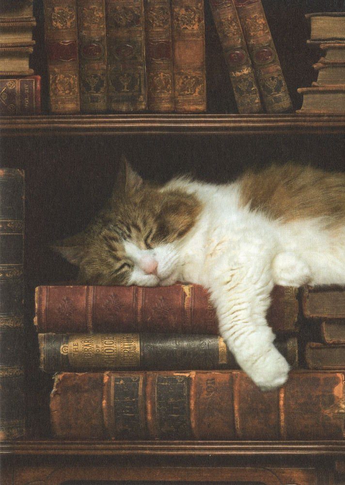 Postkarte Bücherregal" Katze im "Schlafende