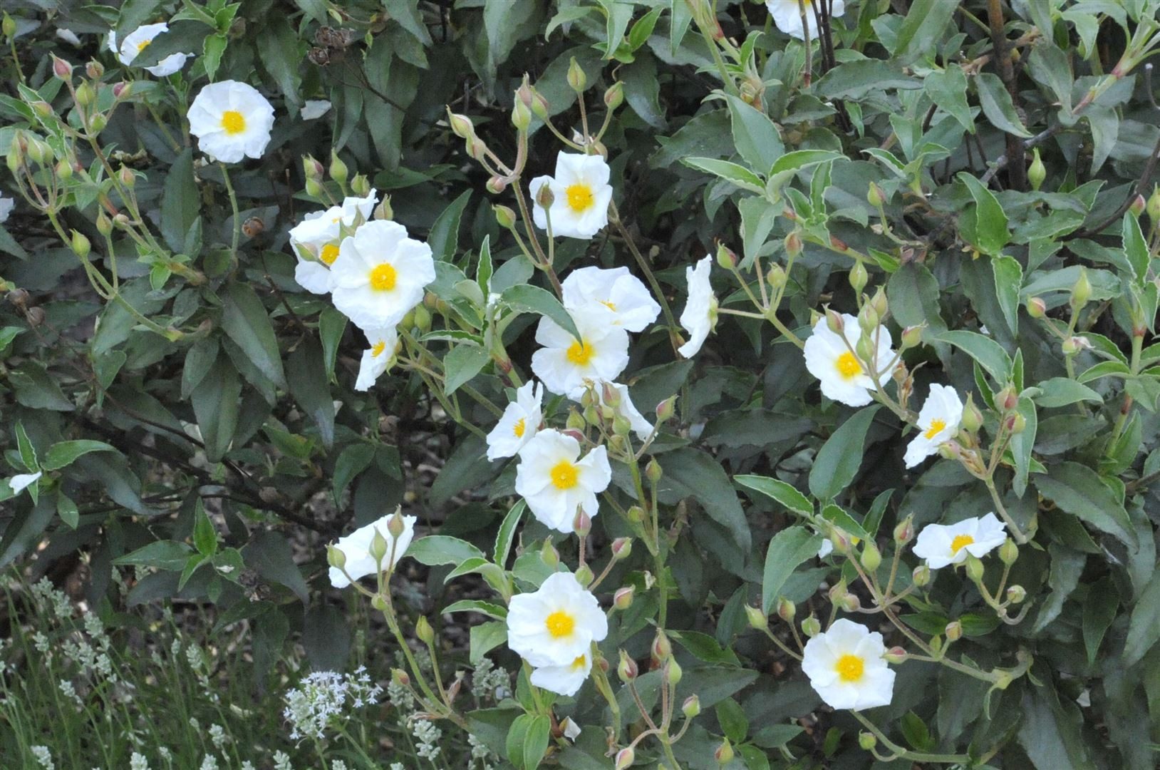 Pflanzen für Dich Gehölze Cistus laurifolius, 1 St., Lorbeerblättrige Zistrose, Lorbeerzistrose