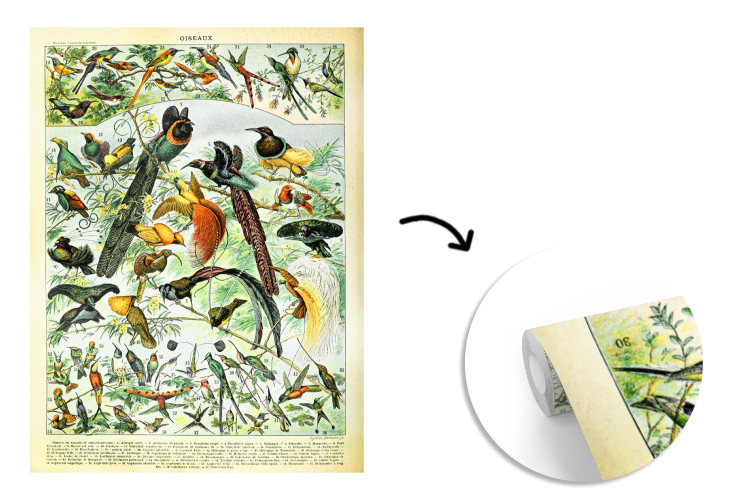 Wandtapete Natur, Vinyl Montagefertig - Matt, St), Tapete für Vögel Tier bedruckt, - MuchoWow (4 Fototapete Wohnzimmer,